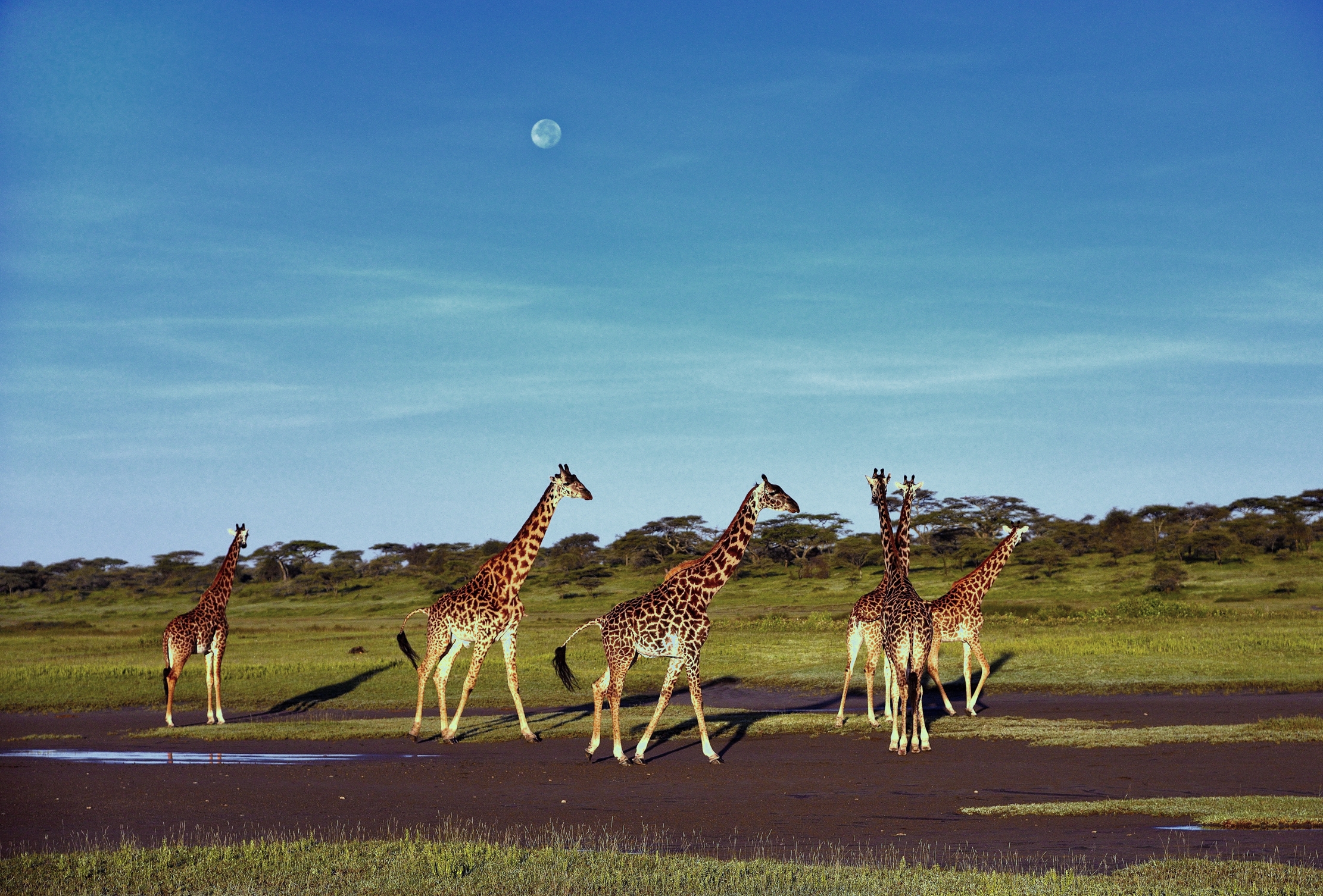 Ngorongoro Coservation Area - Giraffe