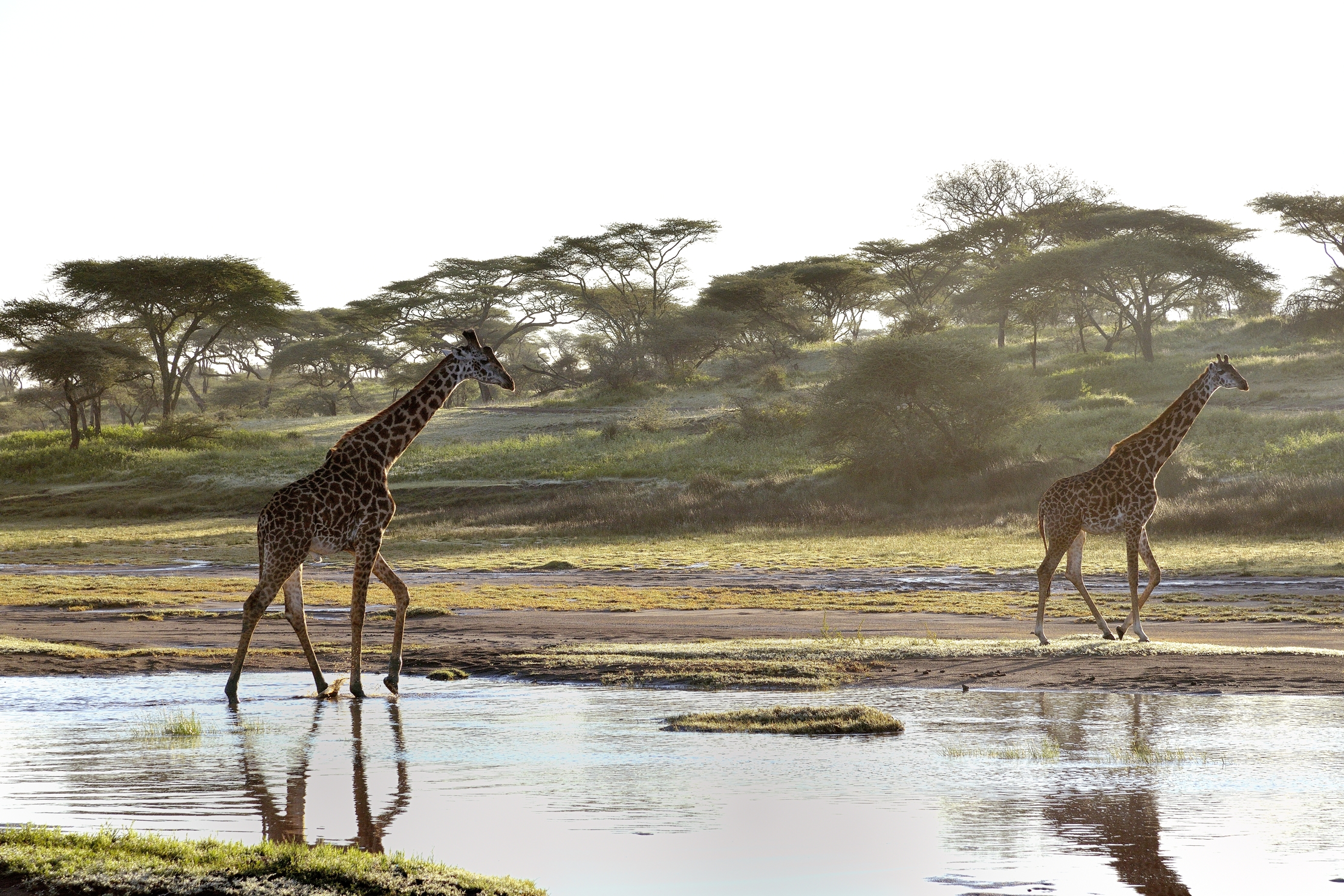 Ngorongoro Coservation Area - Giraffe