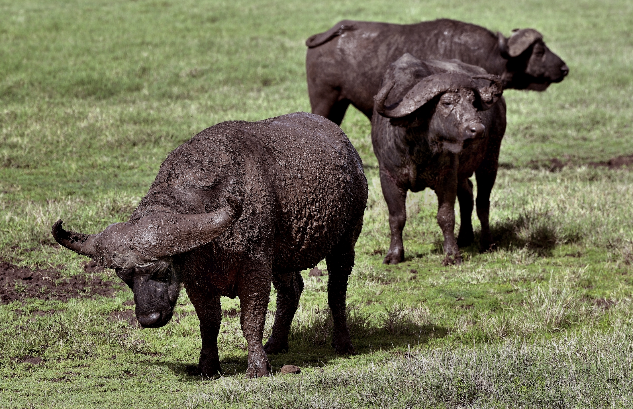 Ngorongoro Crater - Bufali
