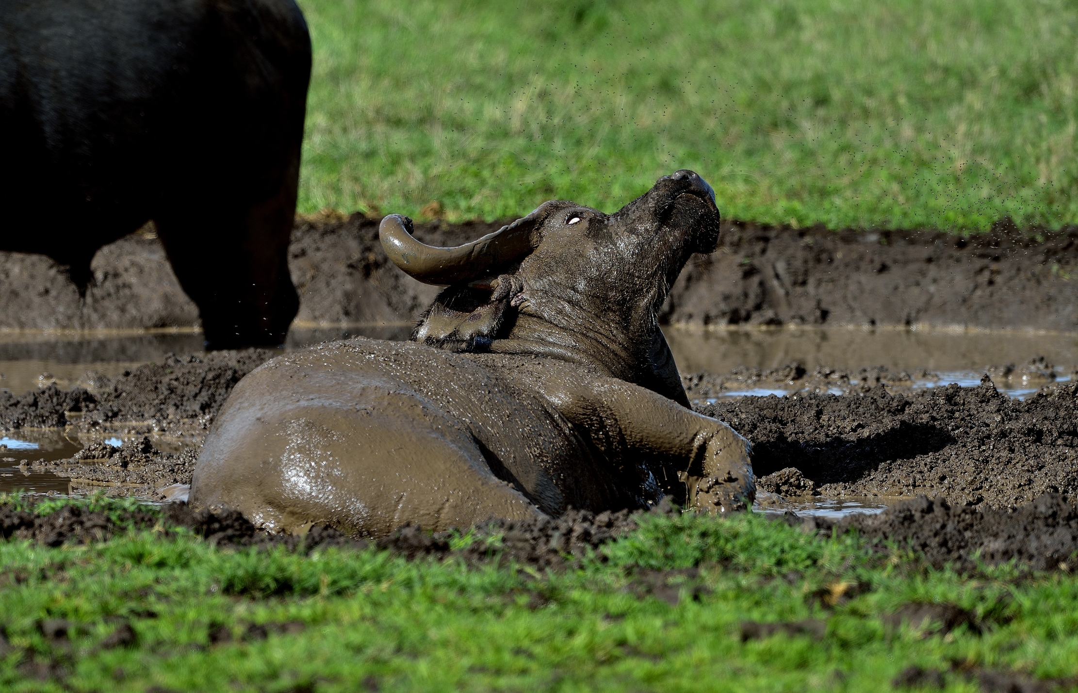 Ngorongoro Crater - Bufalo