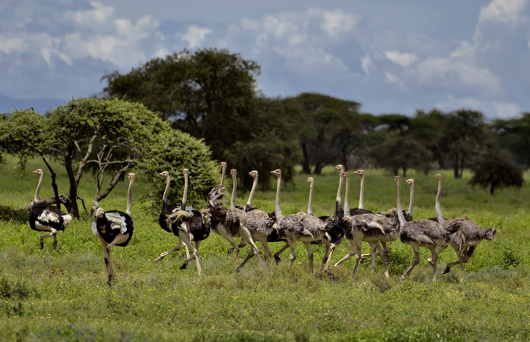 Ngorongoro Coservation Area - Struzzi