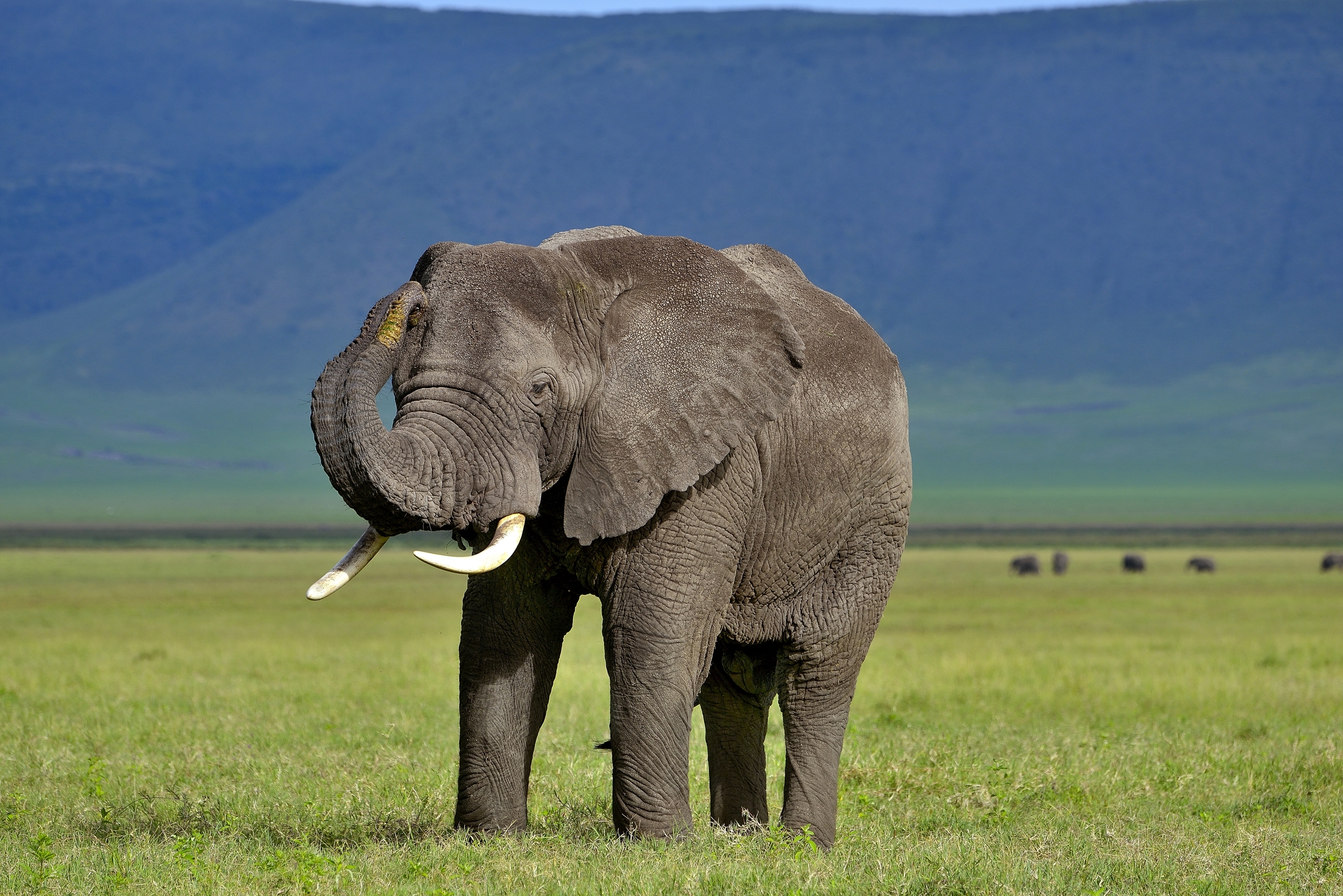 Ngorongoro Crater - Elefante