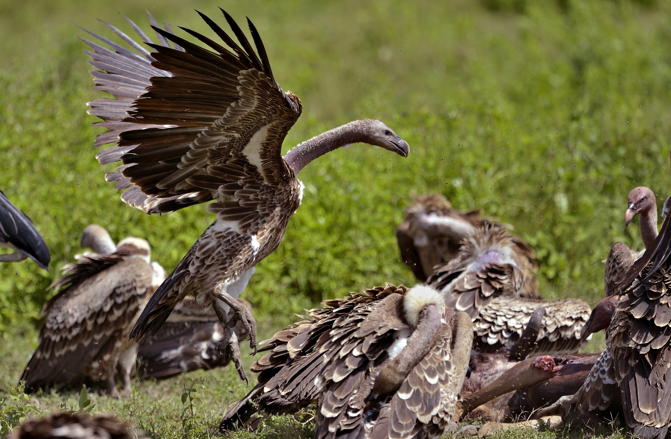 Ngorongoro Coservation Area - Avvoltoi