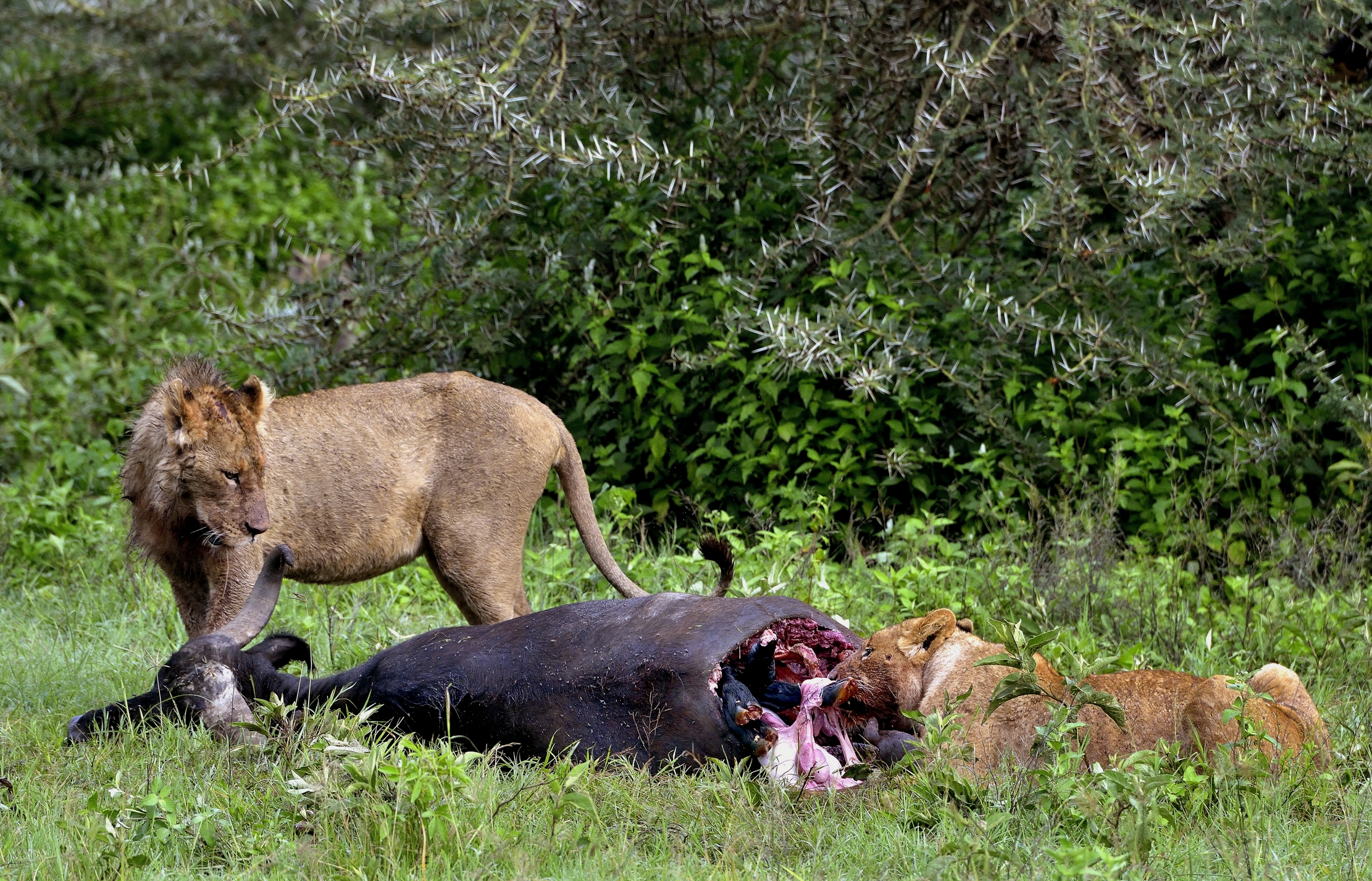 Ngorongoro Crater - Leoni con preda e....feto....