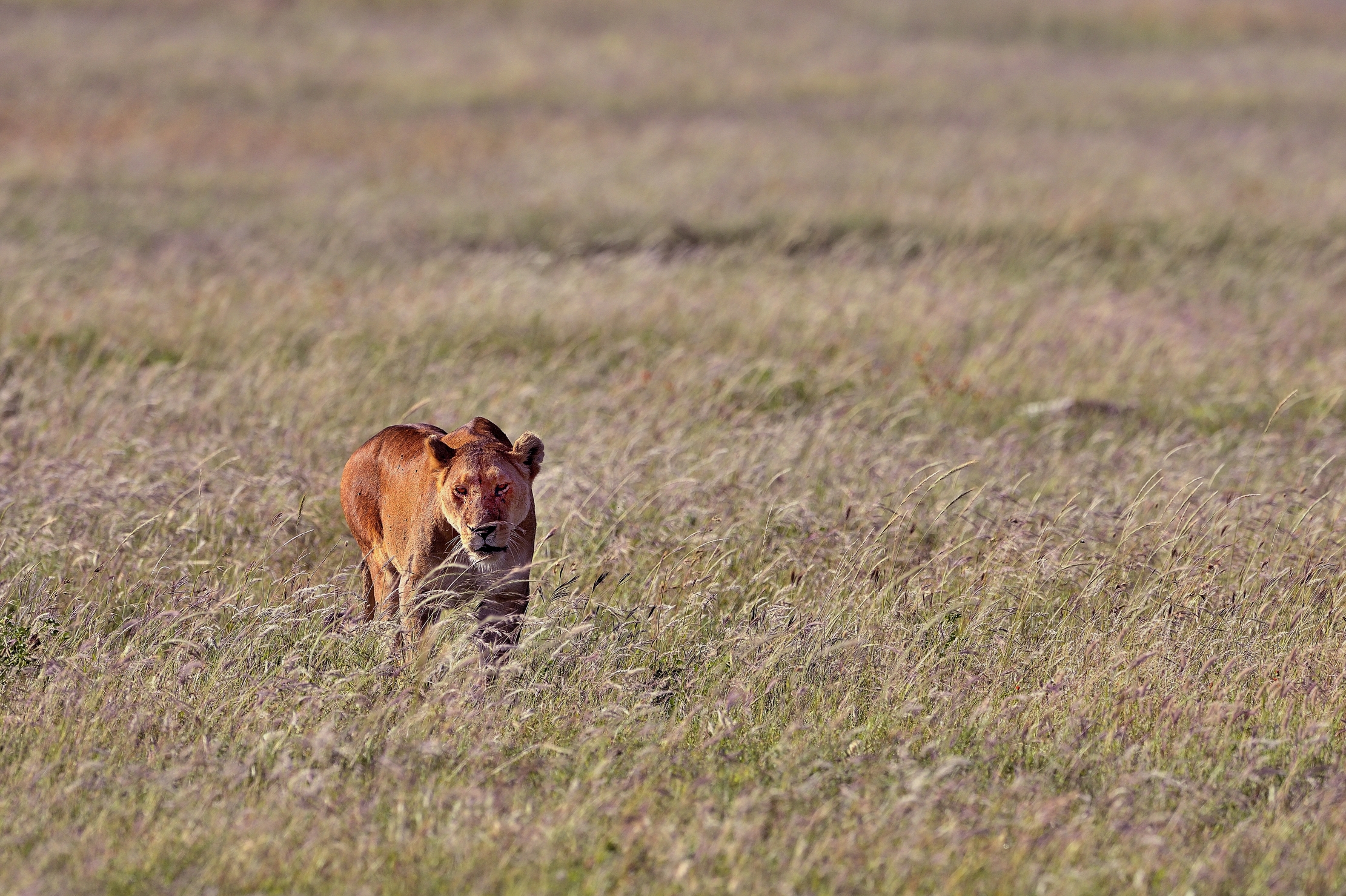Serengeti - Leonessa