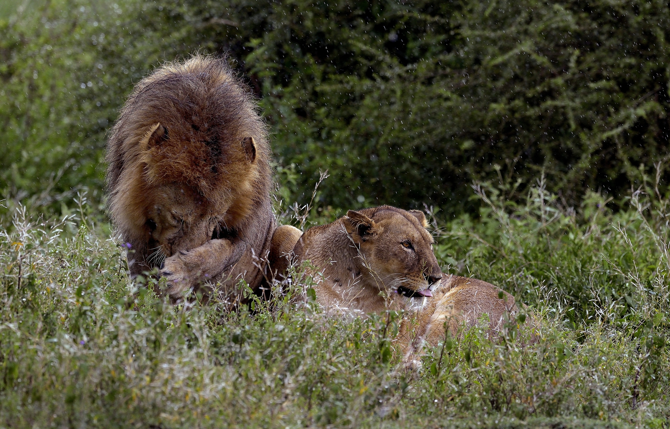 Ngorongoro Conservation Area - Love in the rain
