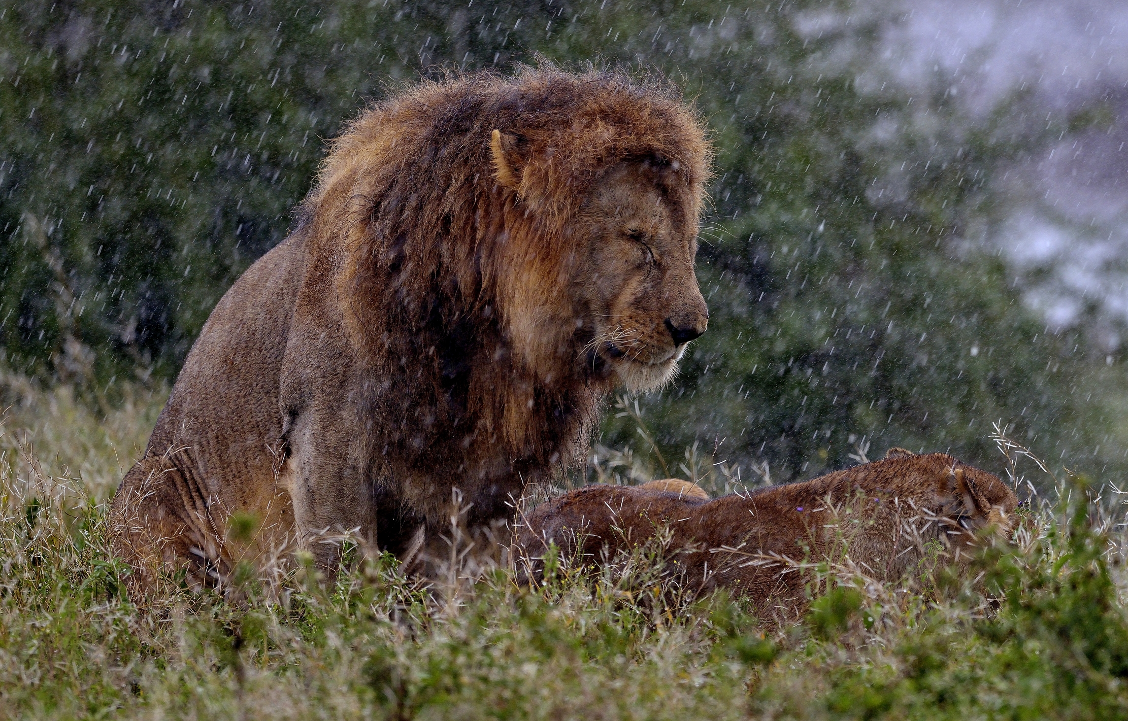Ngorongoro Conservation Area - Amore sotto la pioggia