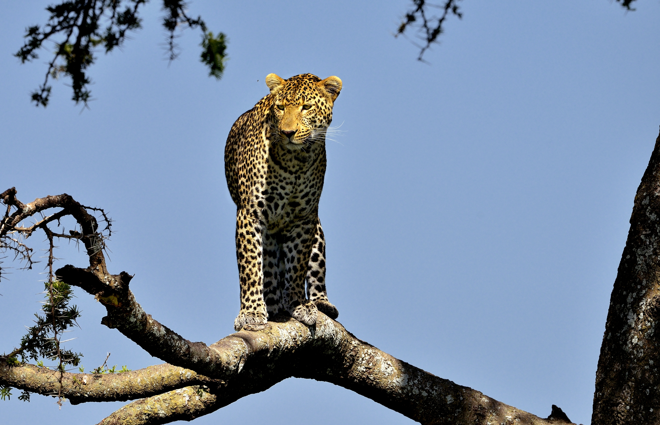 Serengeti - leopardo