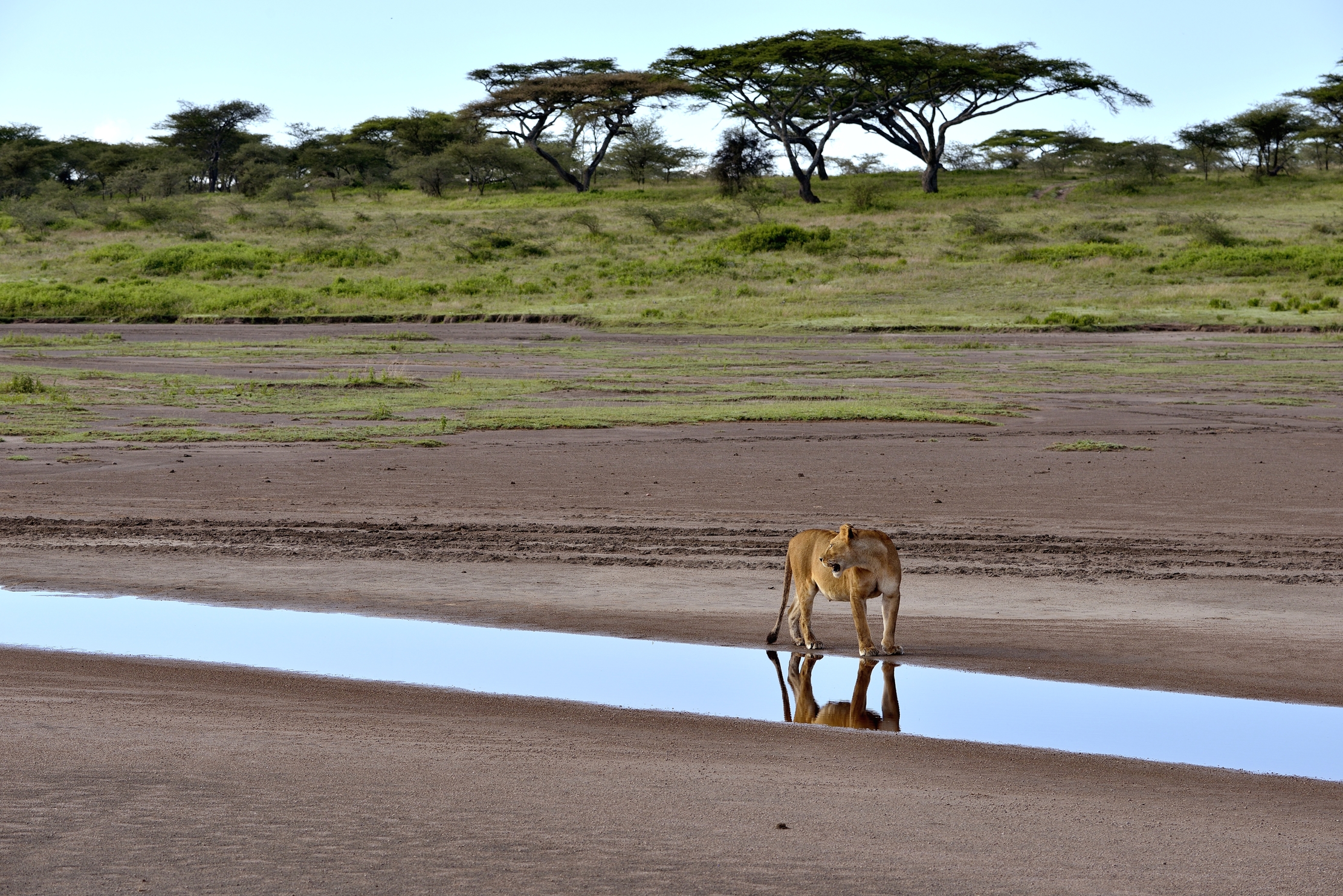 Ngorongoro Conservation Area - Leonessa