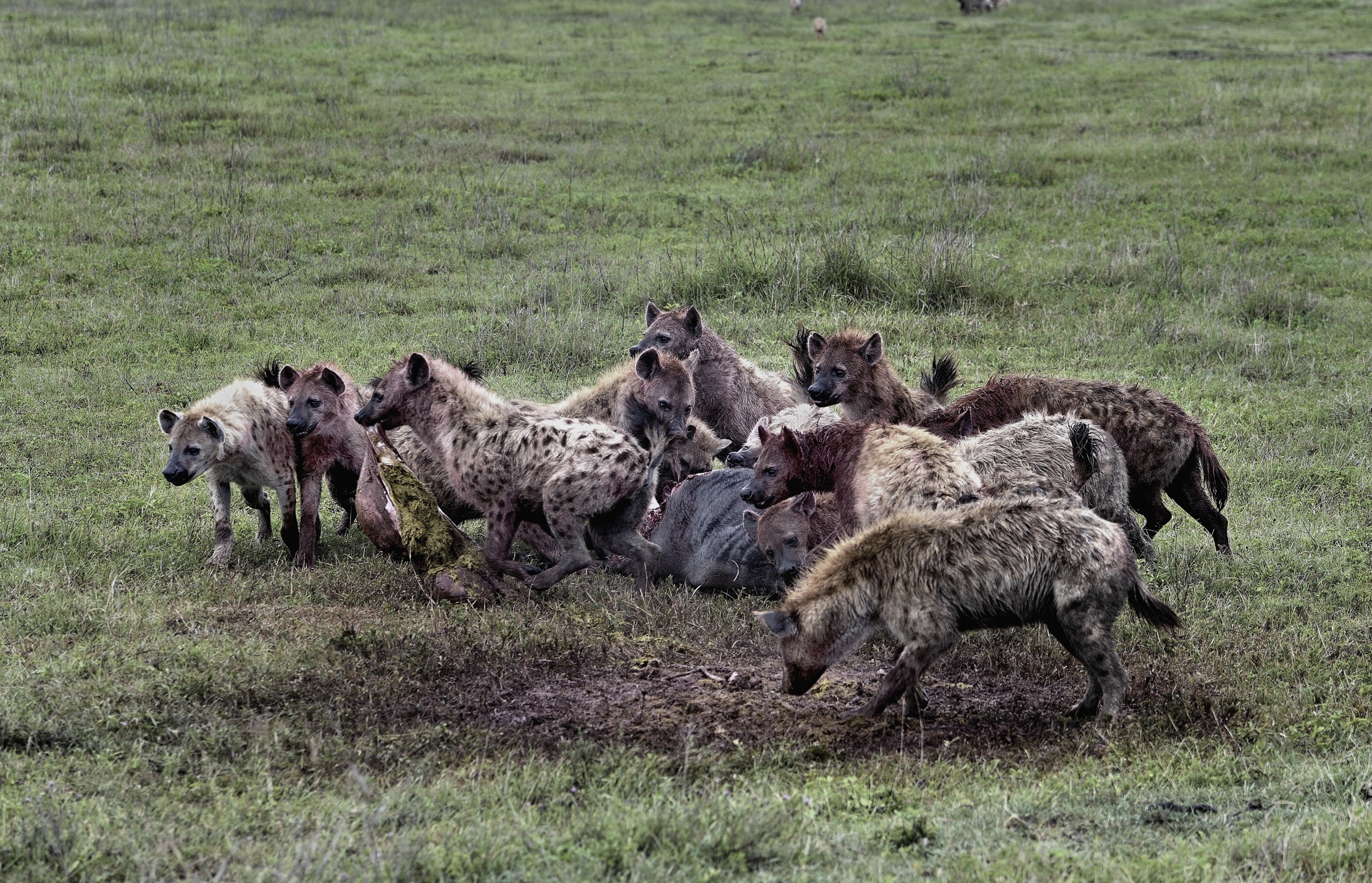 Iene mangiano uno gnu