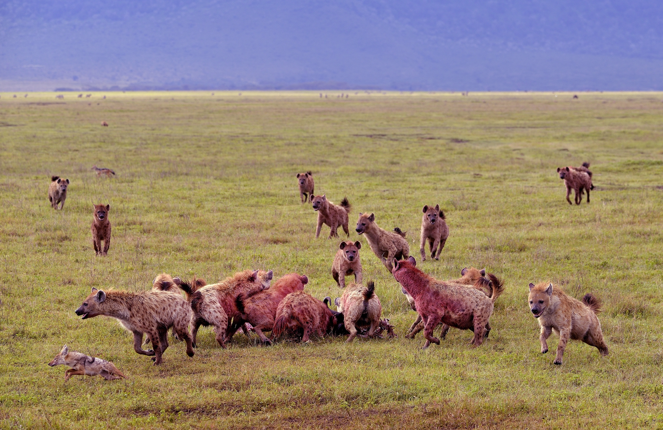 Iene mangiano uno gnu