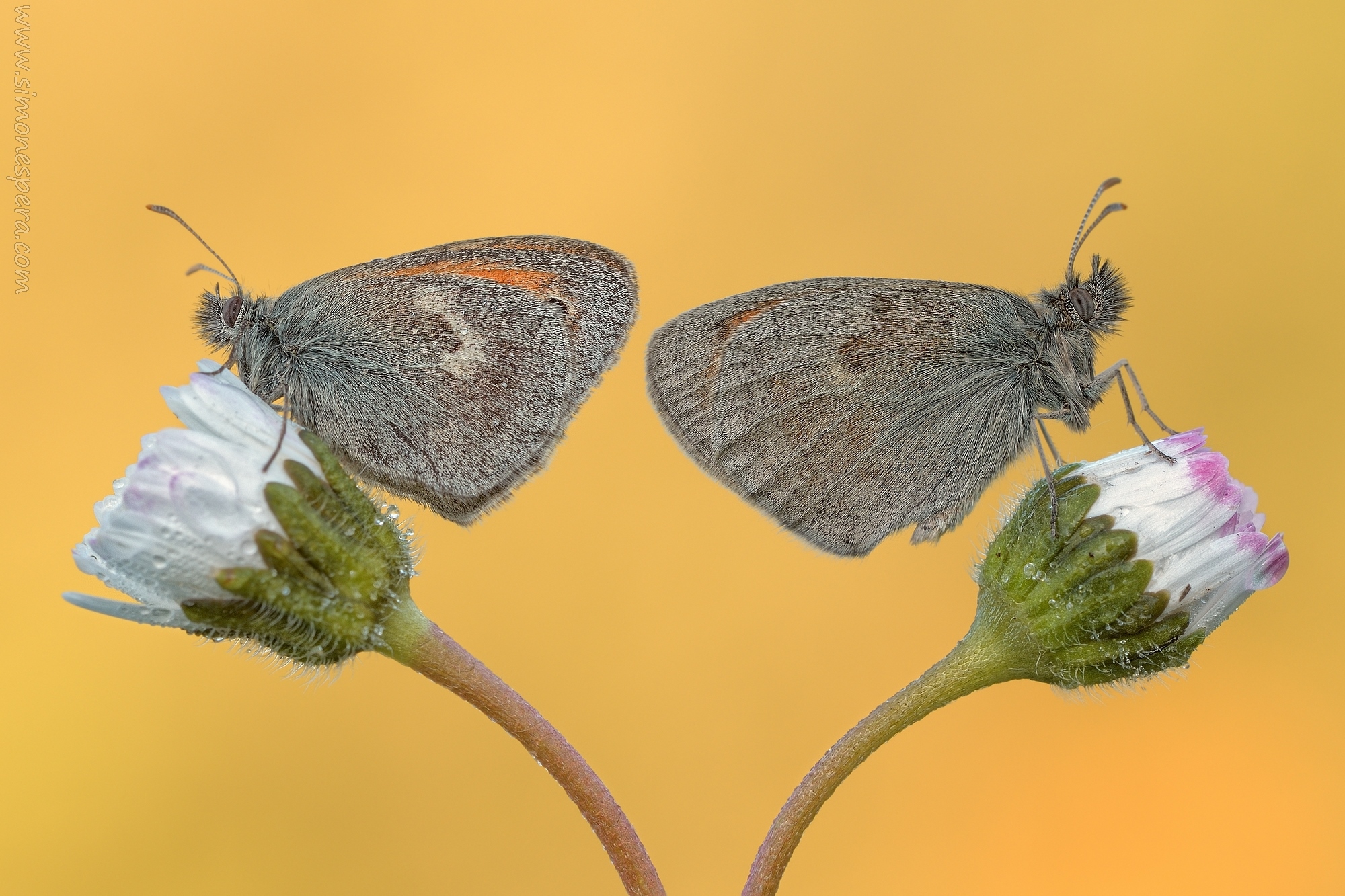 Coenonympha pamphilus.....