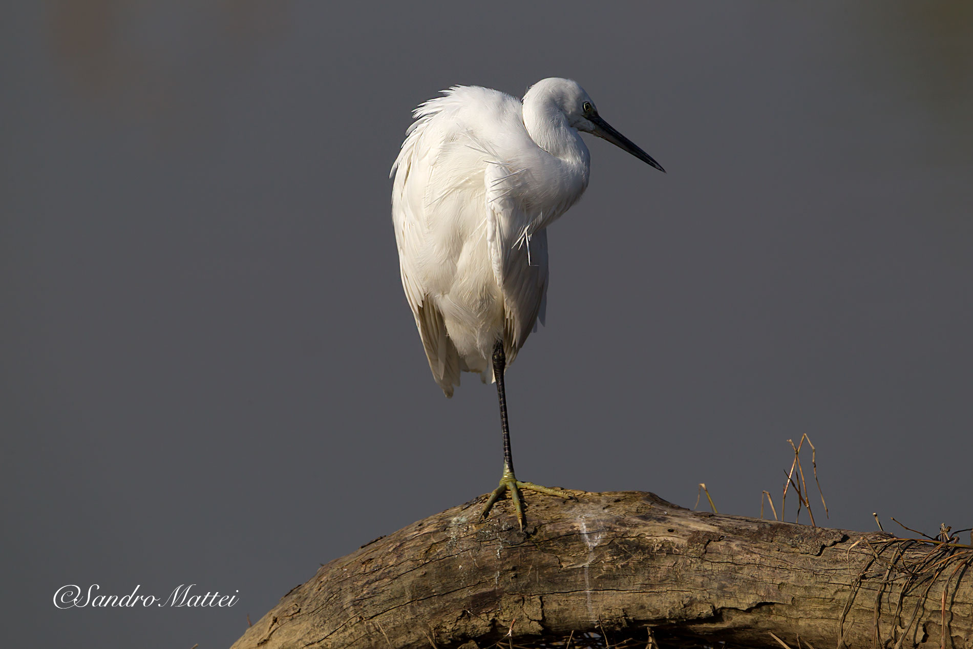 egret tightrope