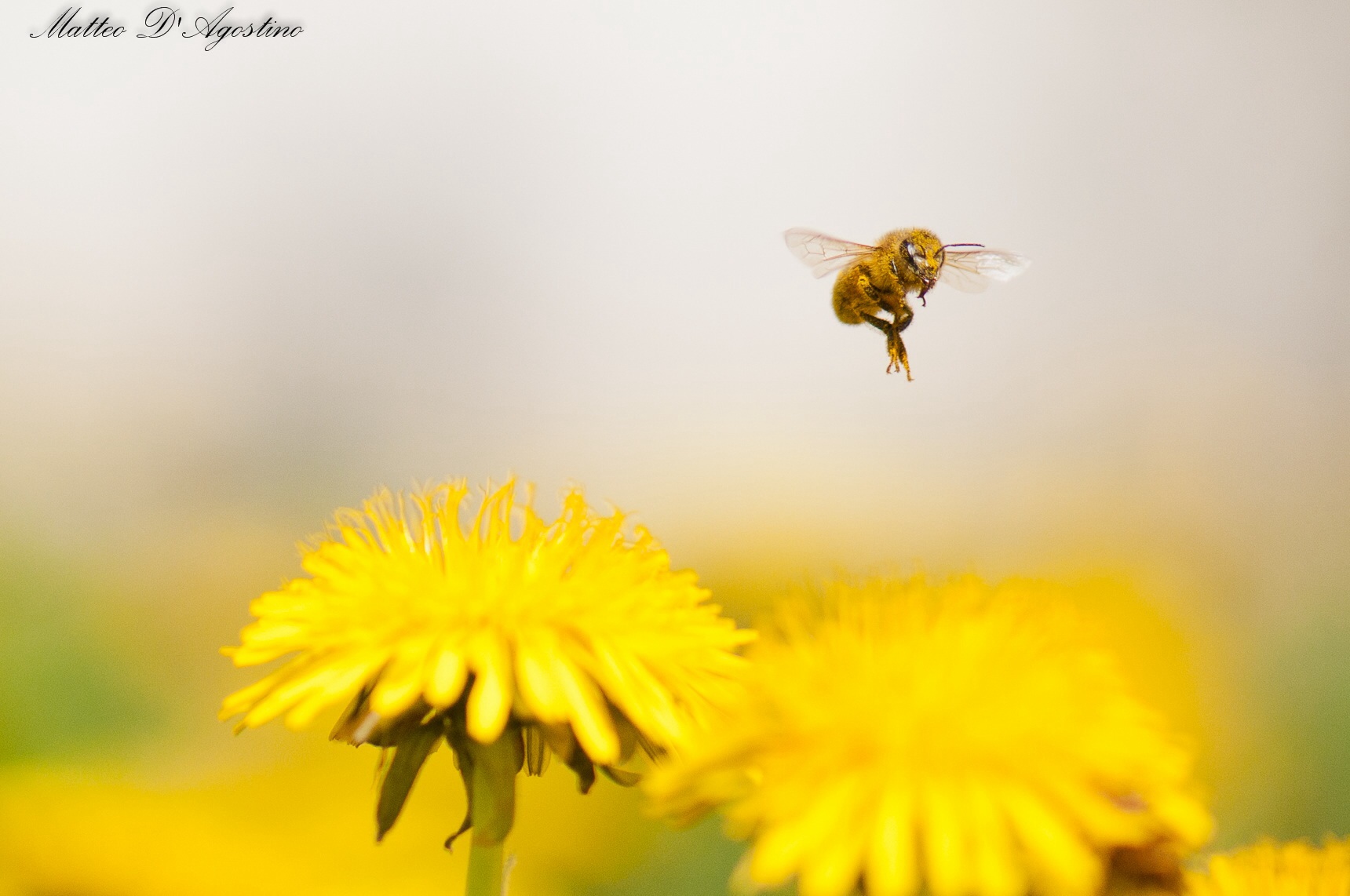 e' arrivata la primavera