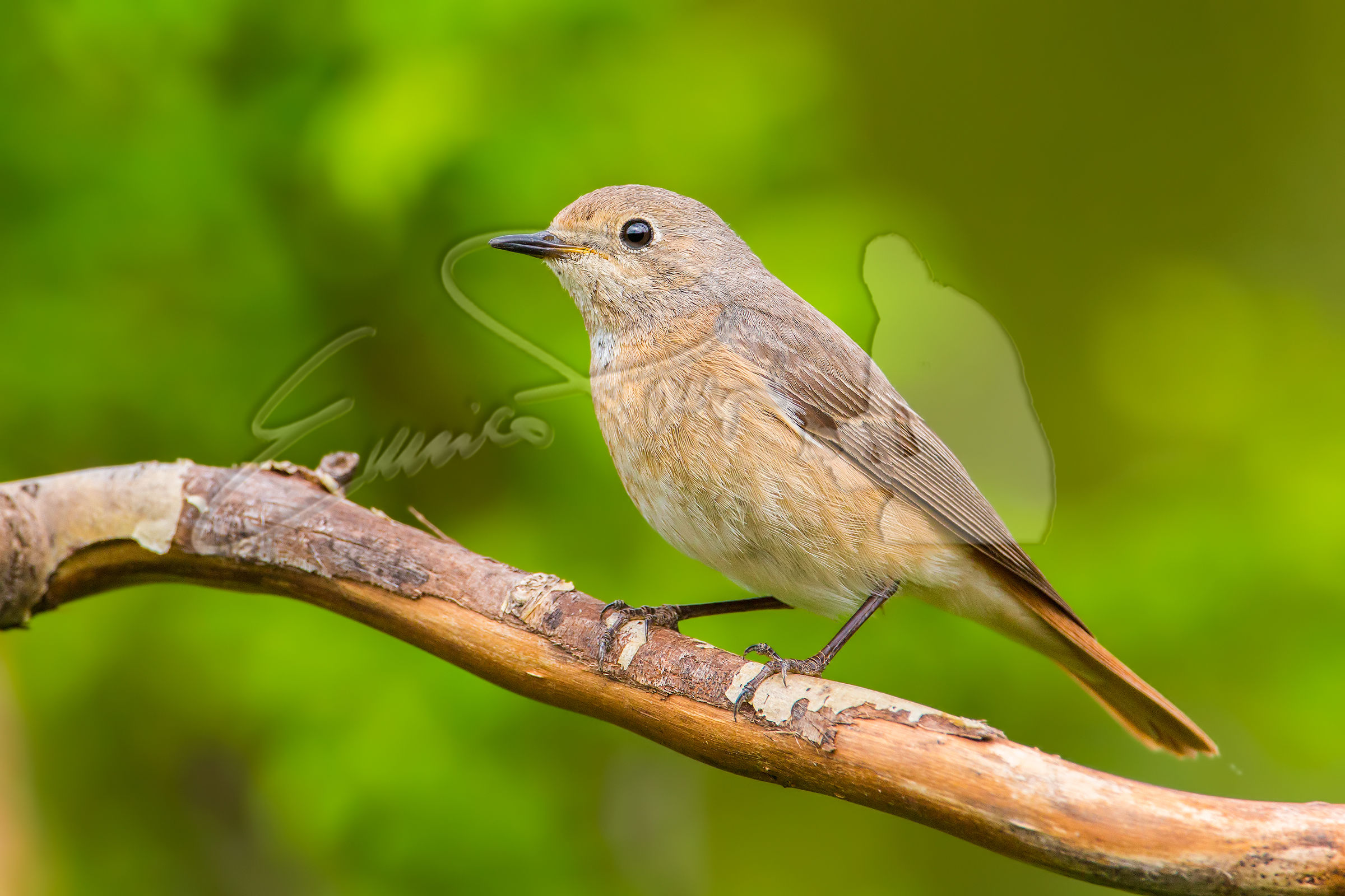 Common Redstart Female