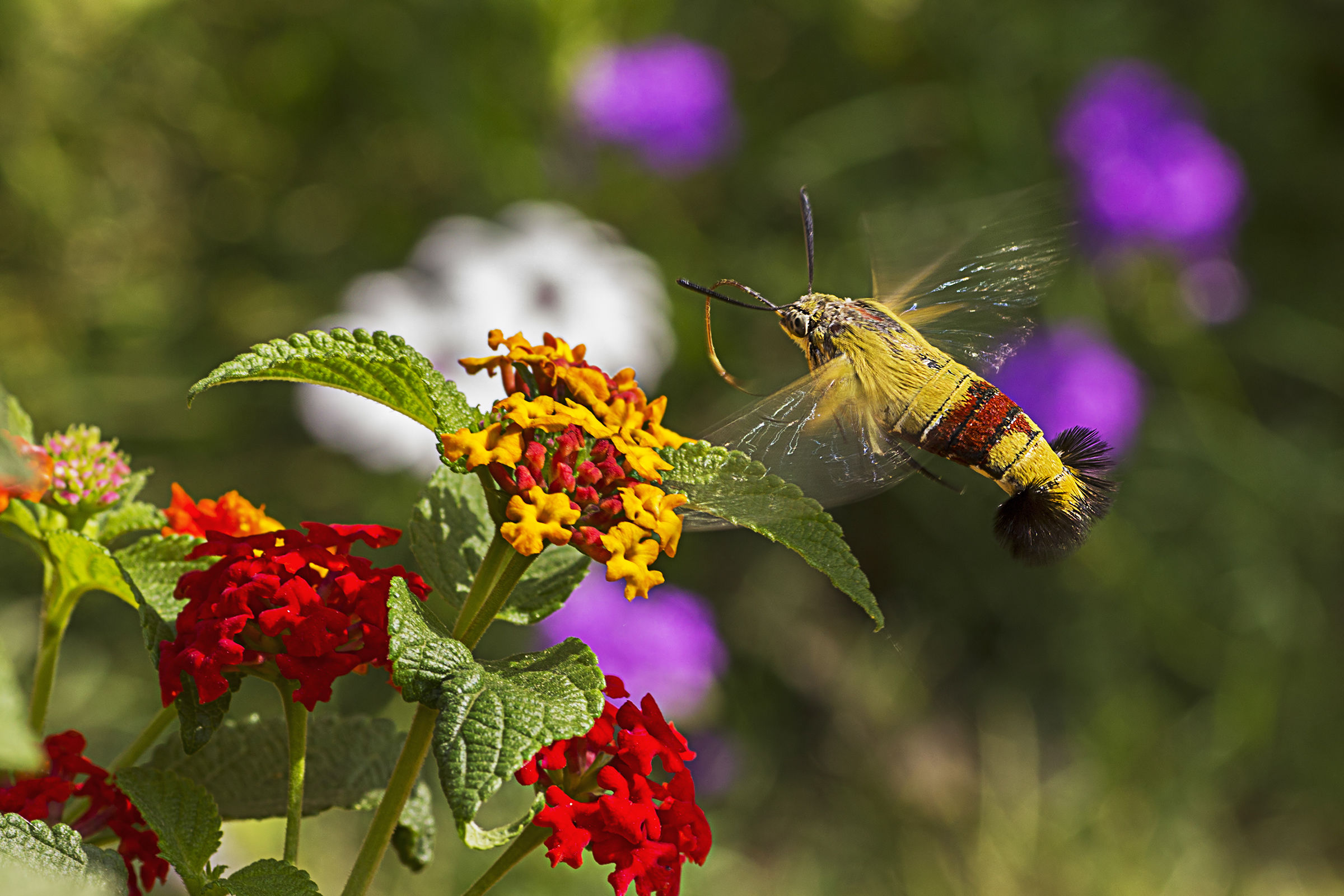 Hummingbird hawk-moth