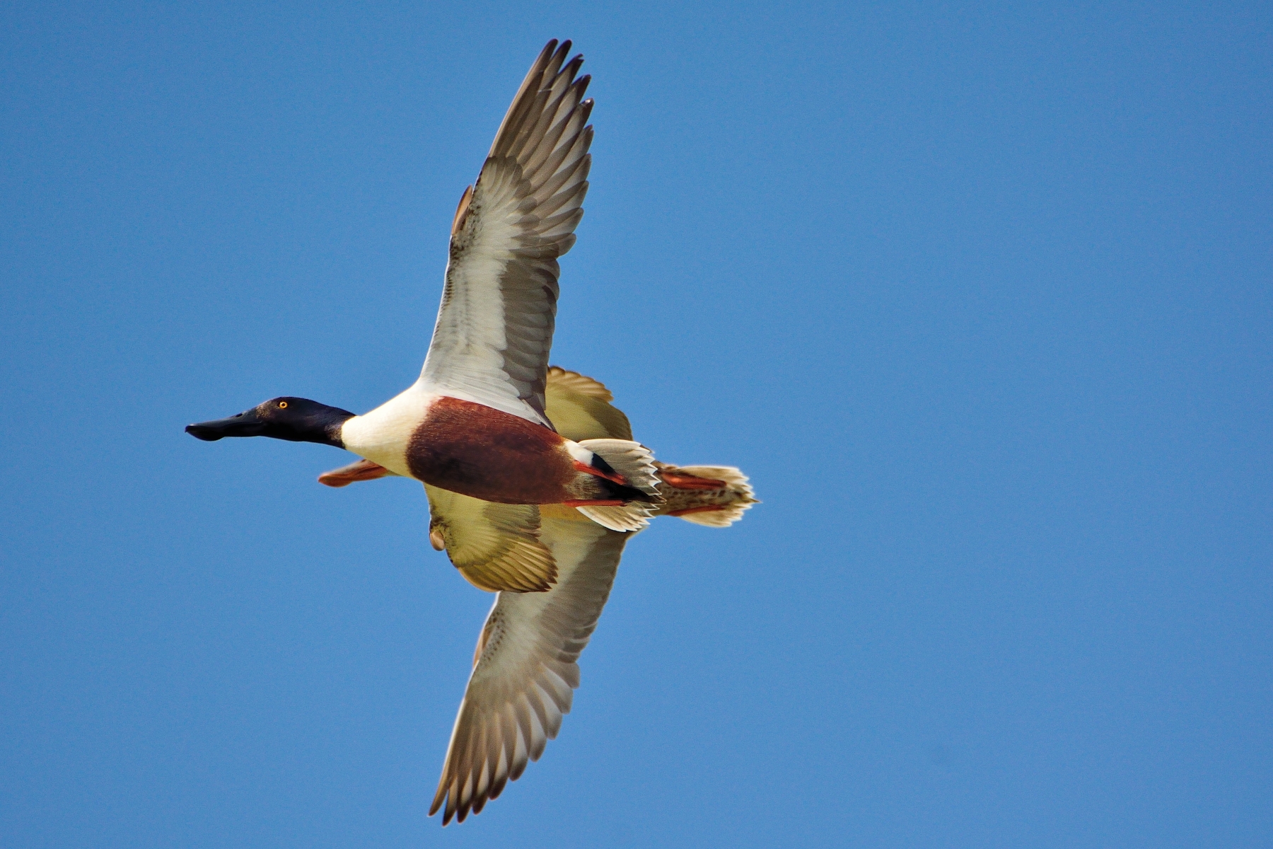 Coppia di Mestoloni in volo
