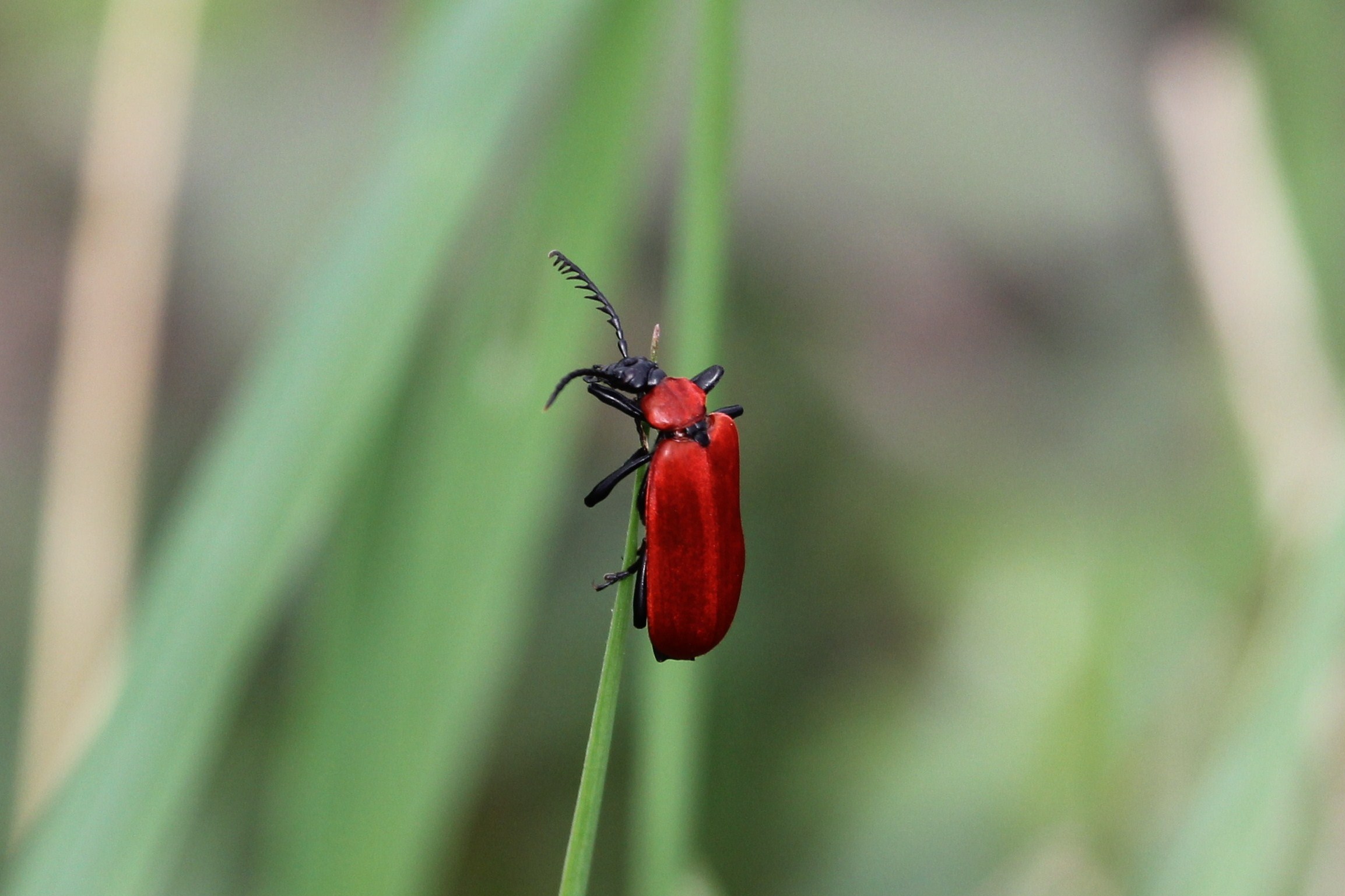 Scarlet lily beetle