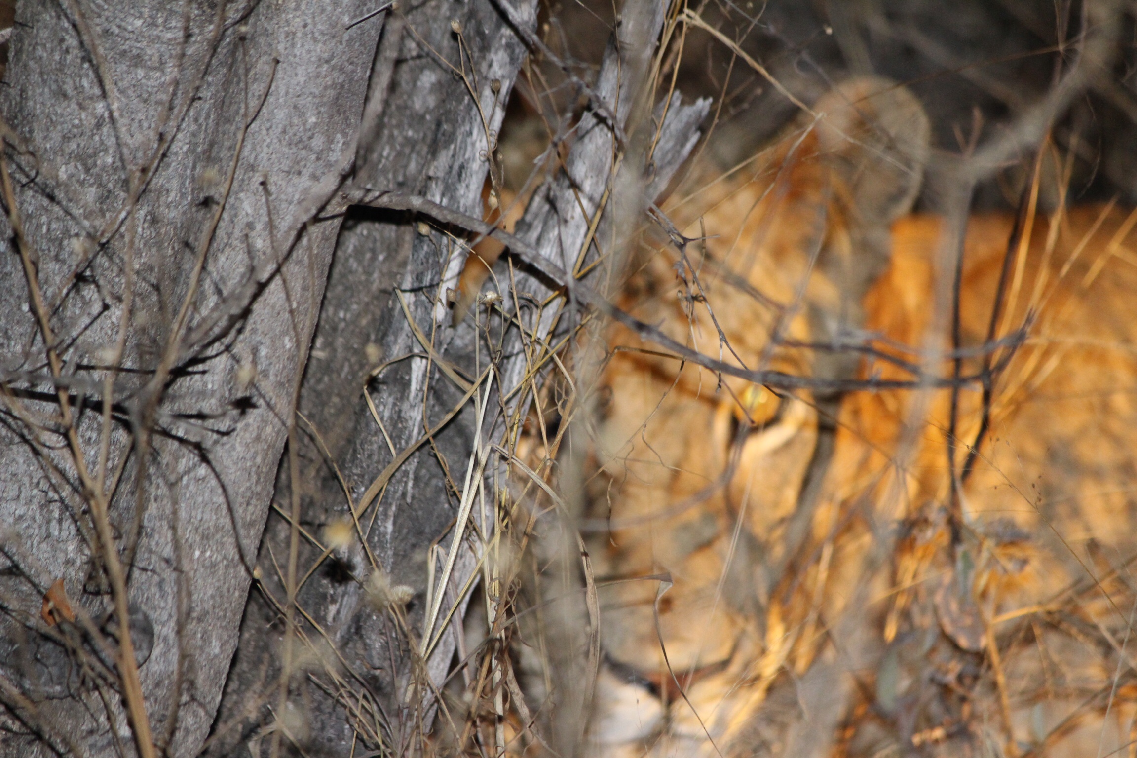 The roar of the savannah