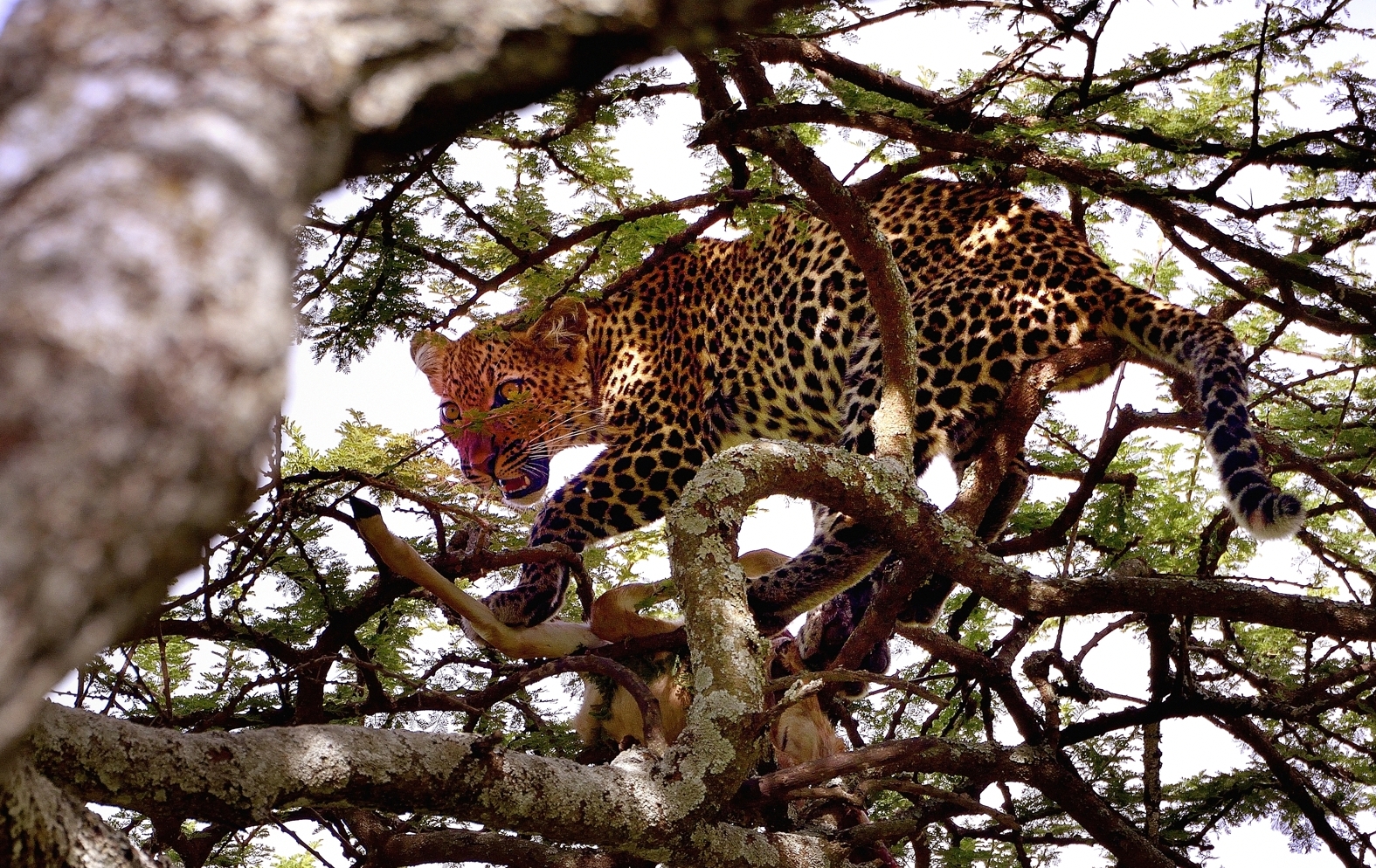 Ngorongoro Cons. Area - cucciolo di leopardo con preda