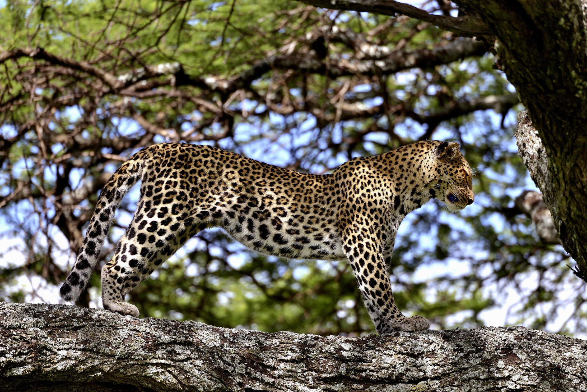 Ngorongoro Conservation Area - leopardo