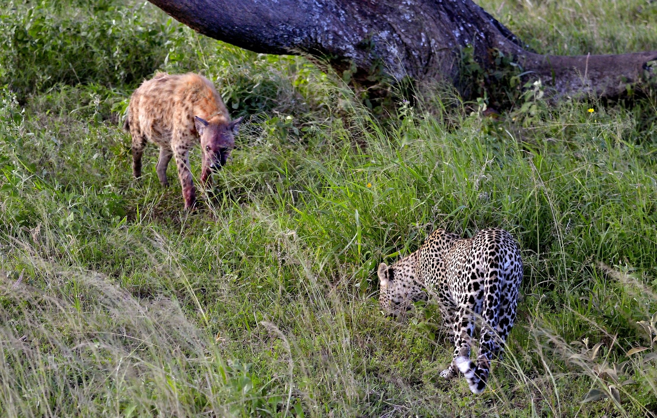 Serengeti - leopardo versus iena