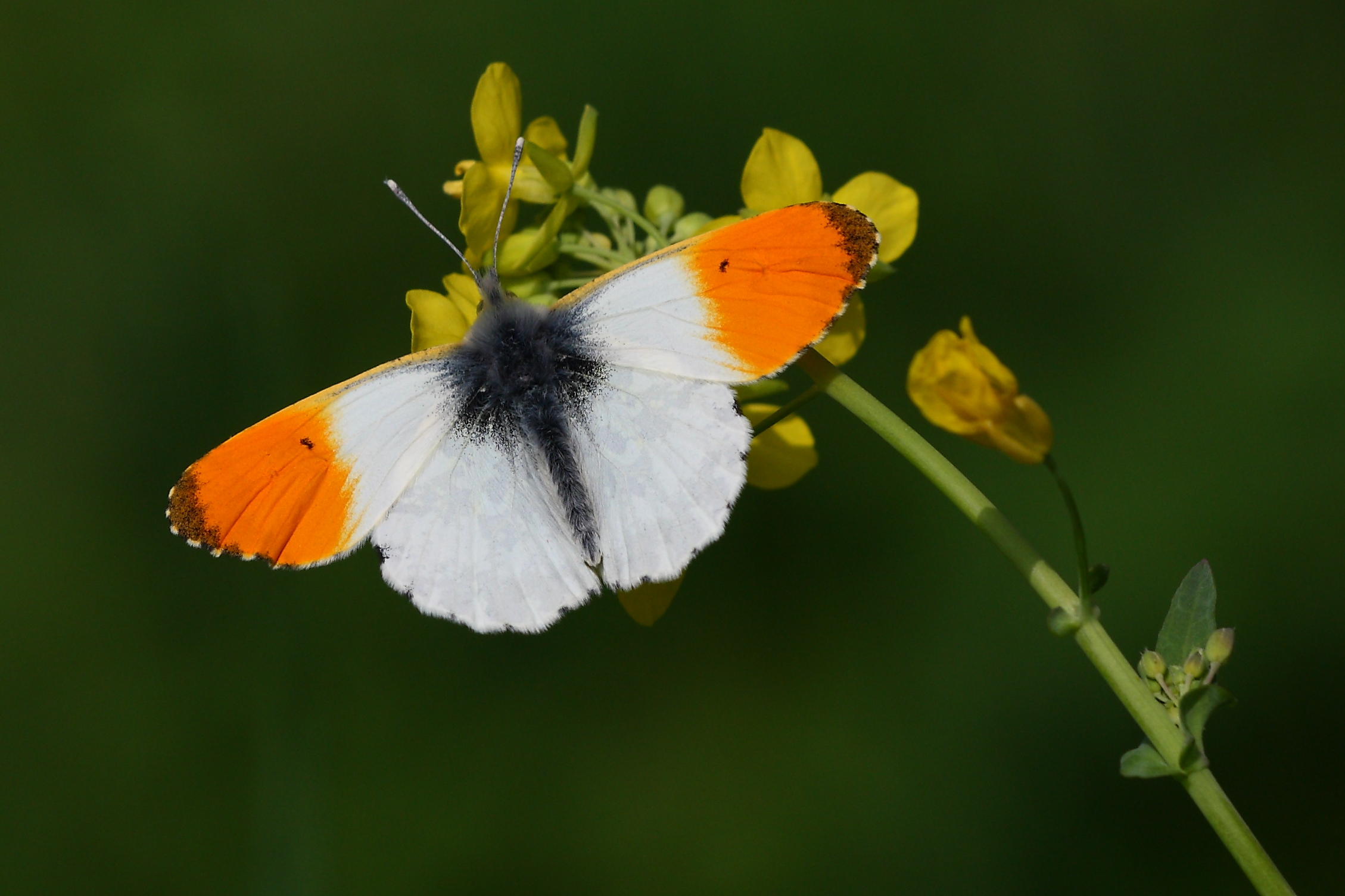 Orange tip