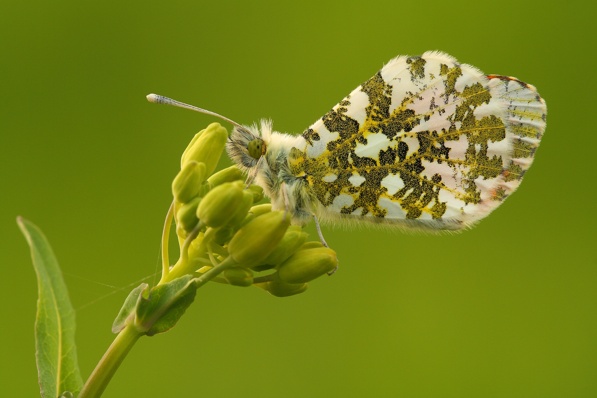 Orange tip 2