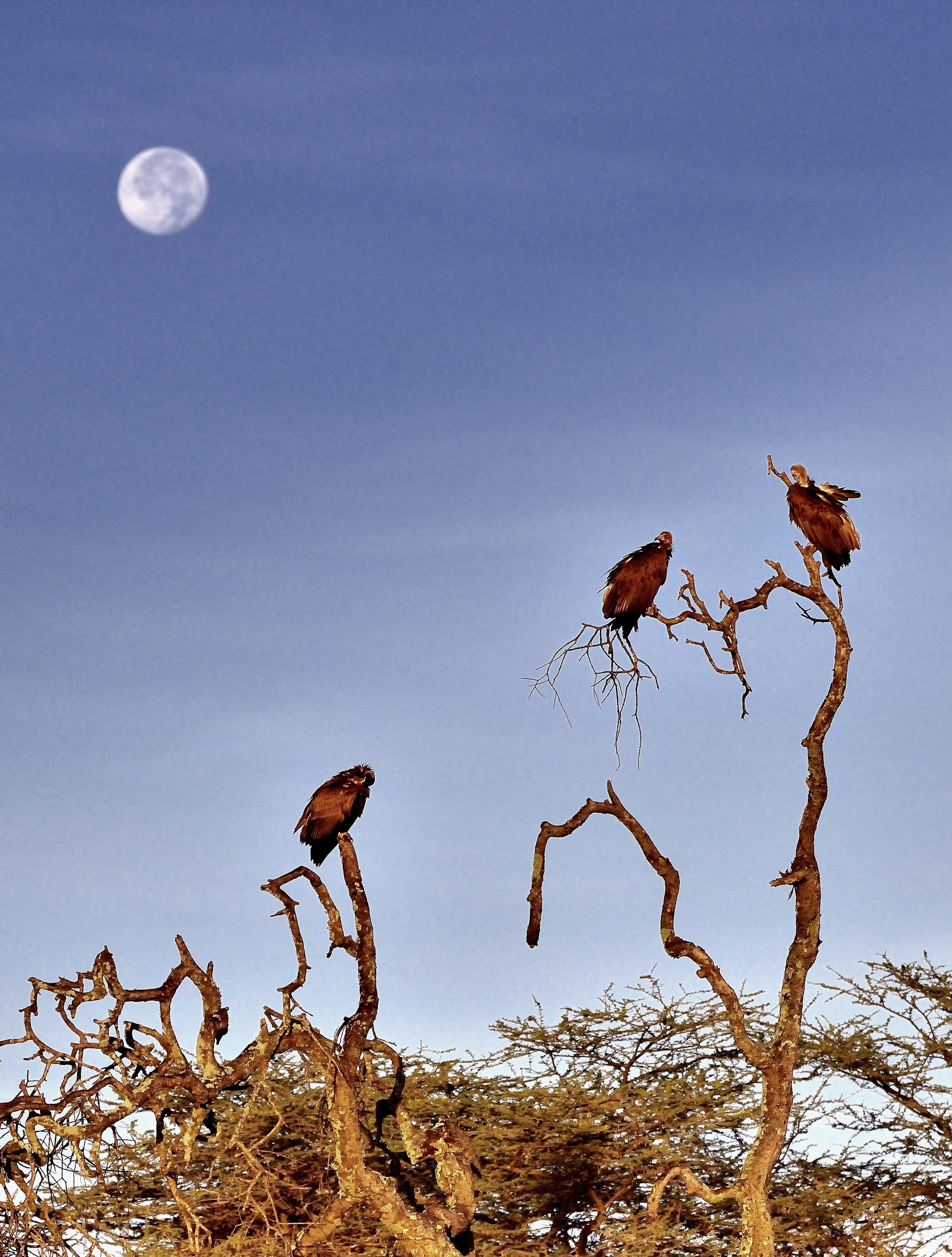 Ngorongoro Coservation Area - Avvoltoi e luna