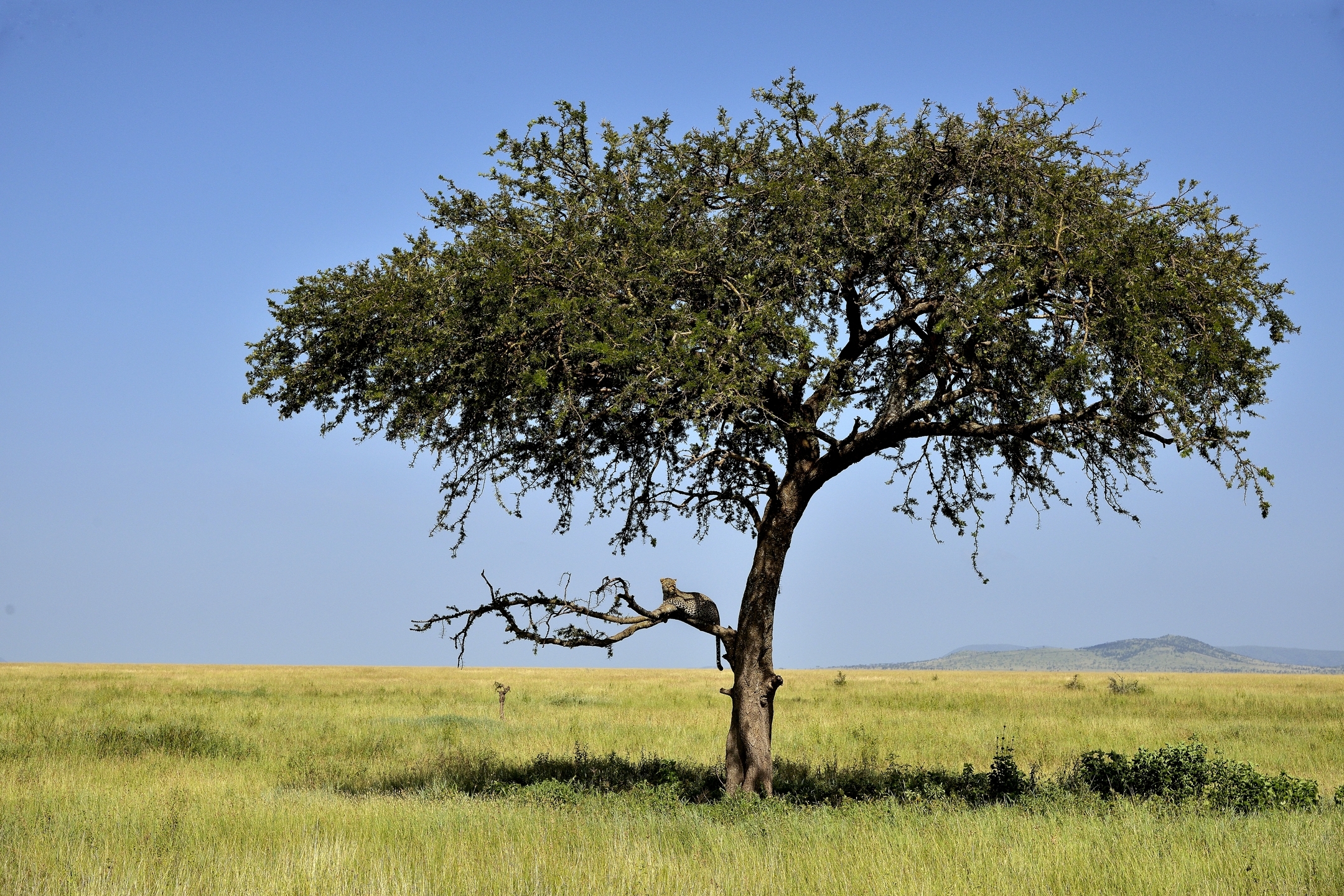 Serengeti - albero con leopardo