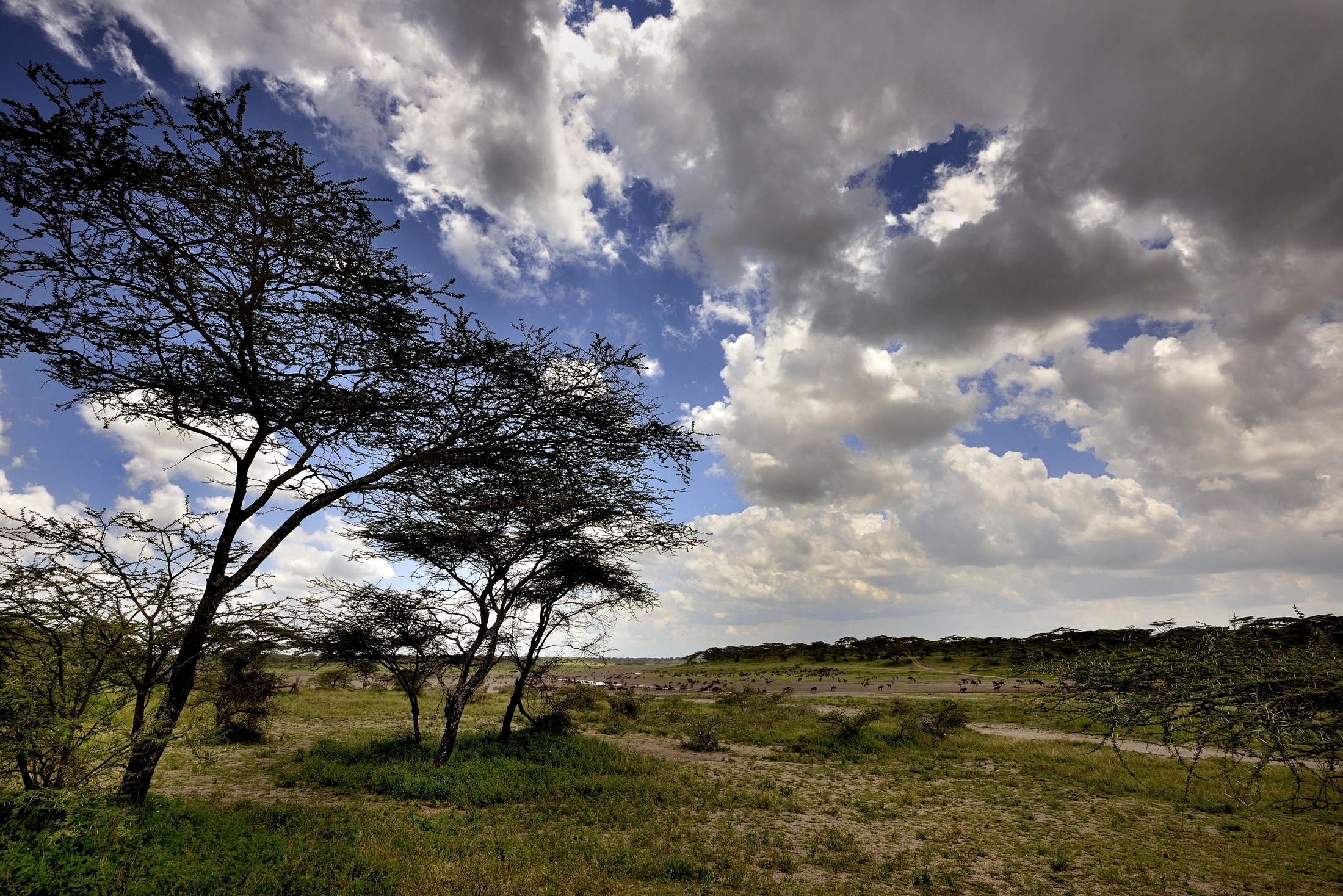Ngorongoro Coservation Area