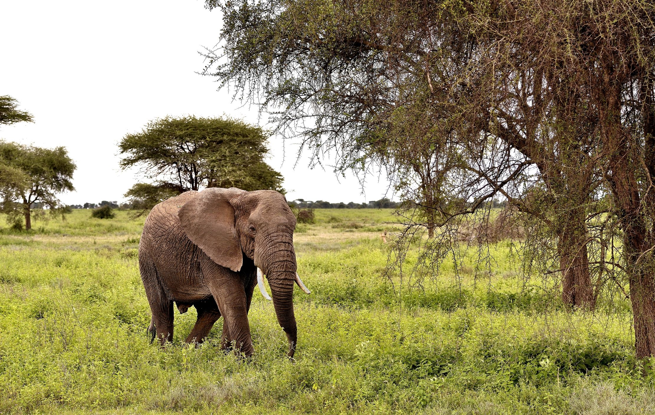 Ngorongoro Coservation Area - Elefante