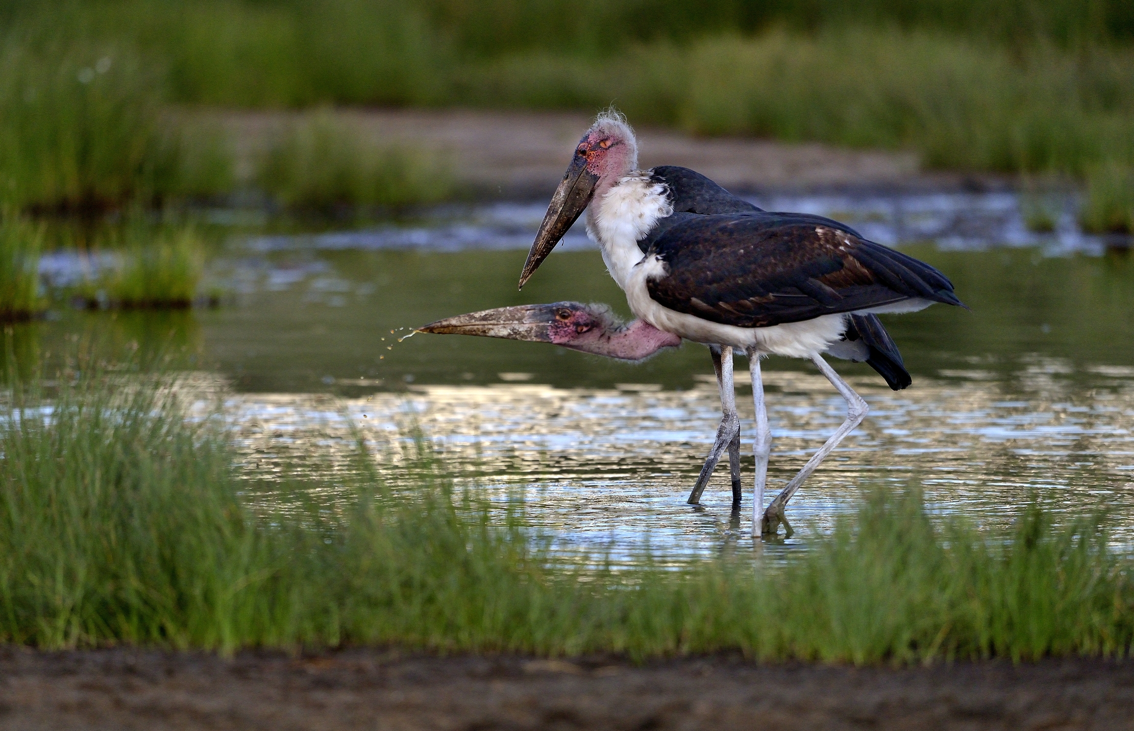 Ngorongoro Coservation Area - Marabu'