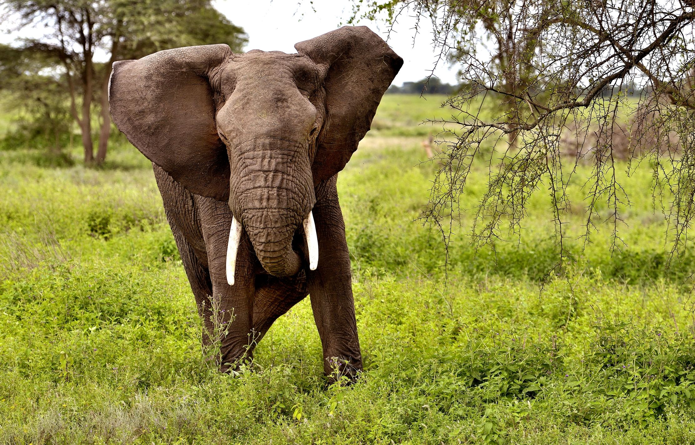 Ngorongoro Coservation Area - Elefante