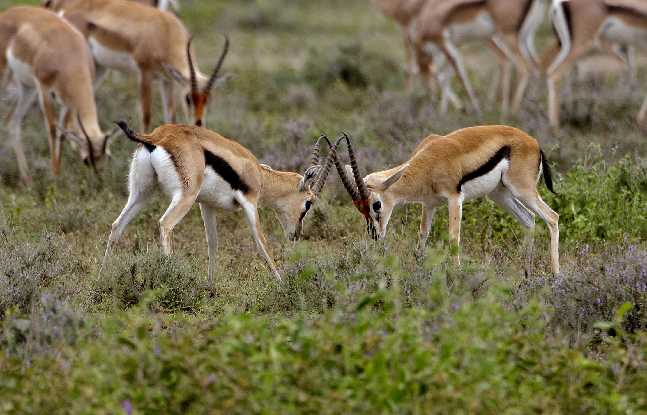 Ngorongoro Coservation Area - Gazzelle