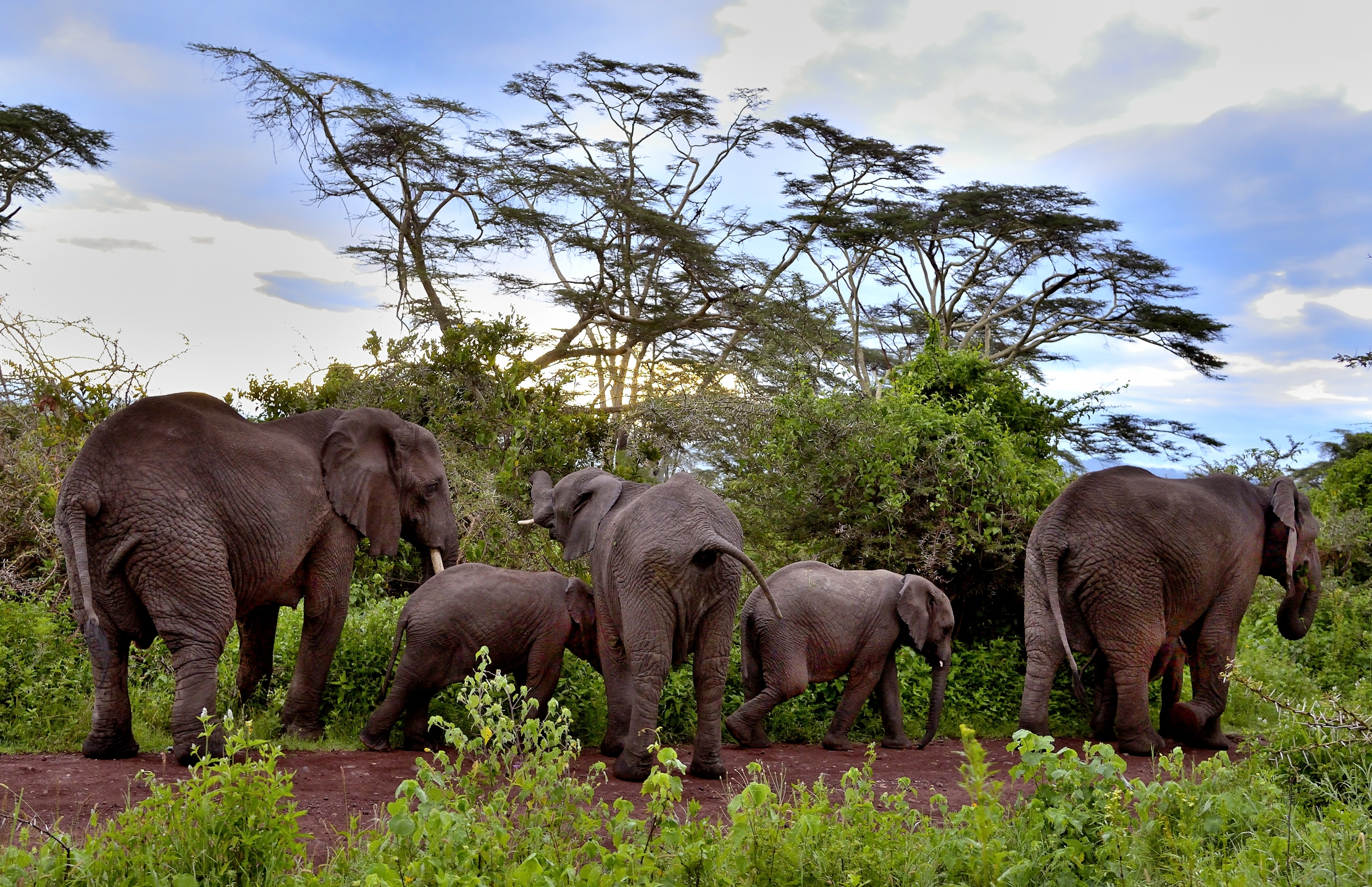 Ngorongoro Crater - Elefanti