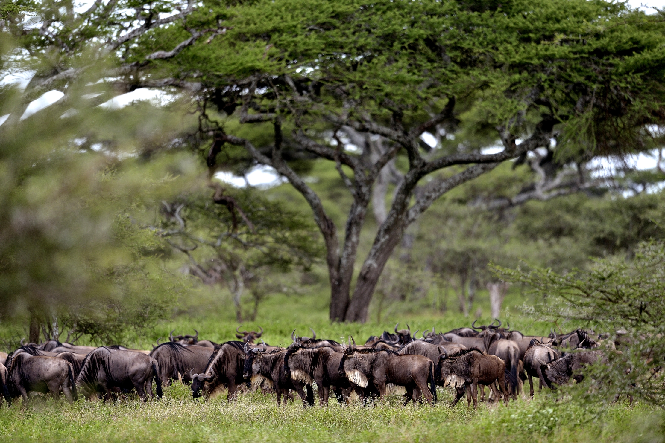 Ngorongoro Coservation Area - Gnu