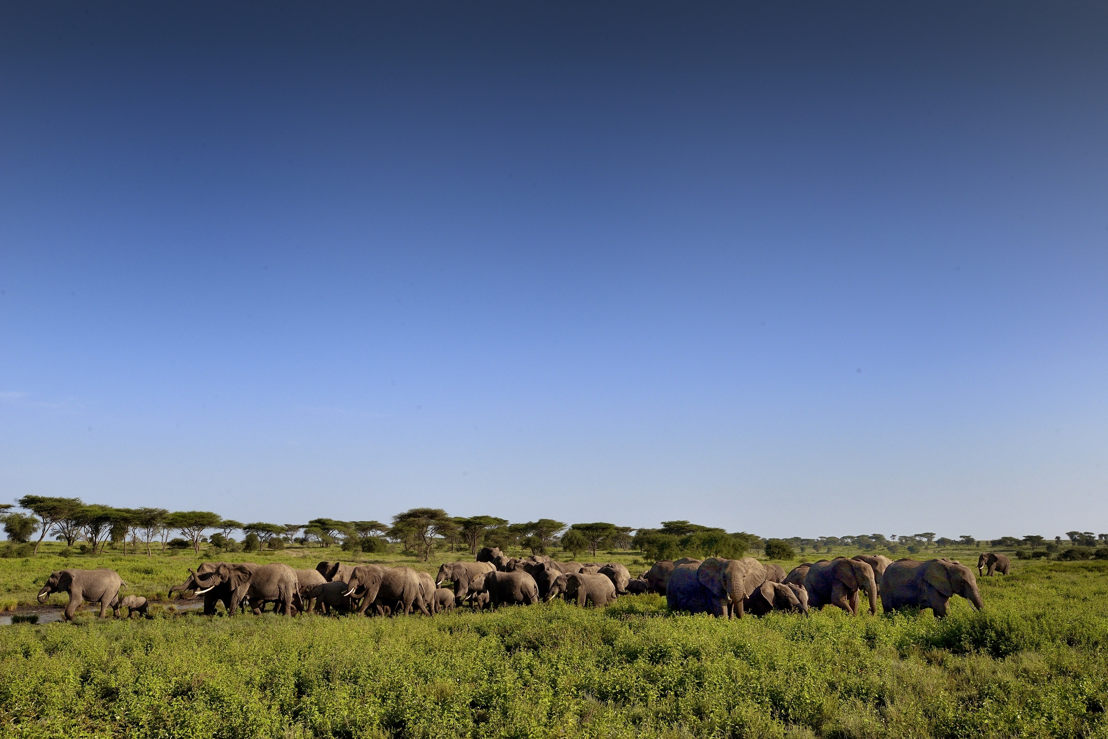 Ngorongoro Coservation Area - Elefanti