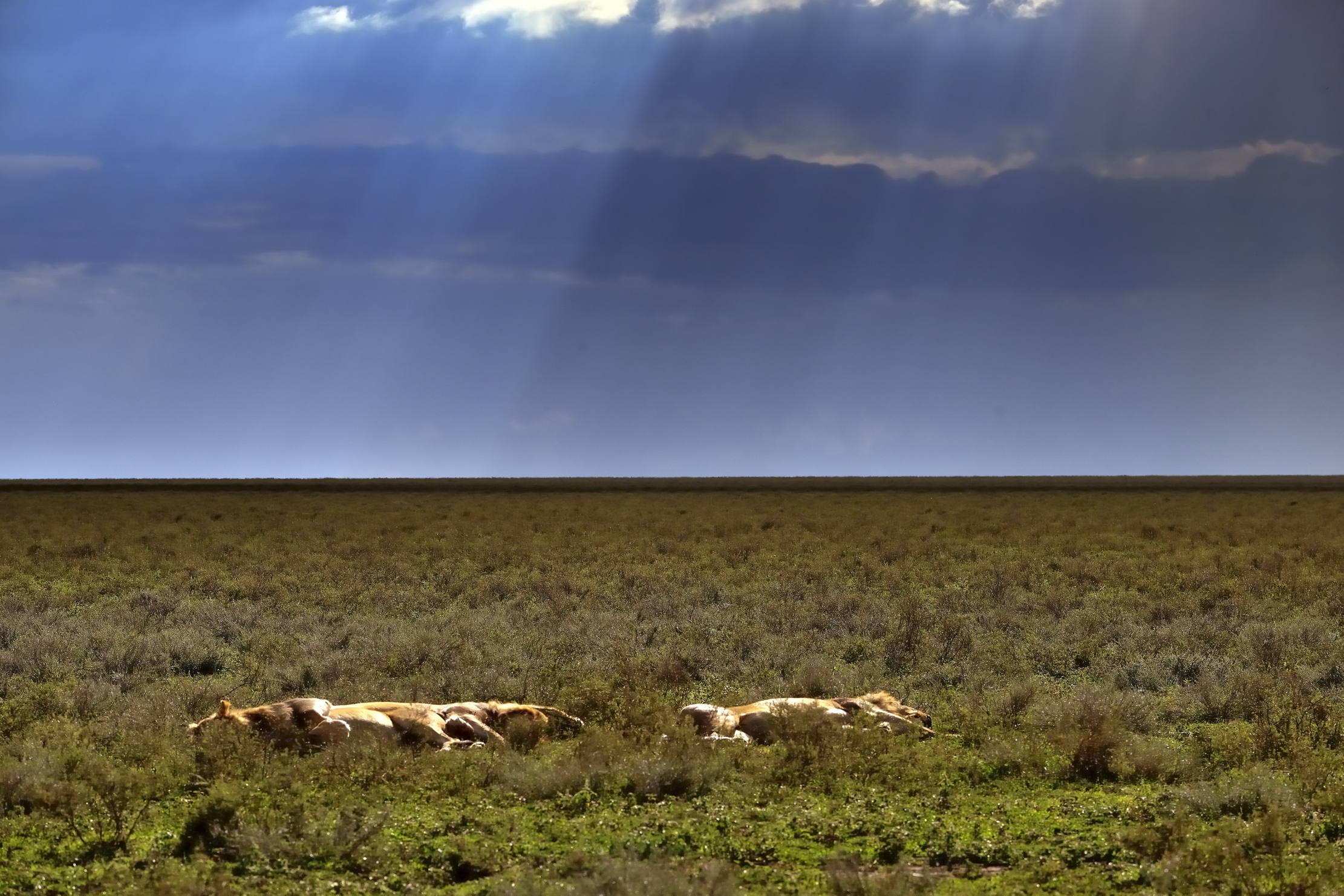 Ngorongoro Coservation Area - Leoni