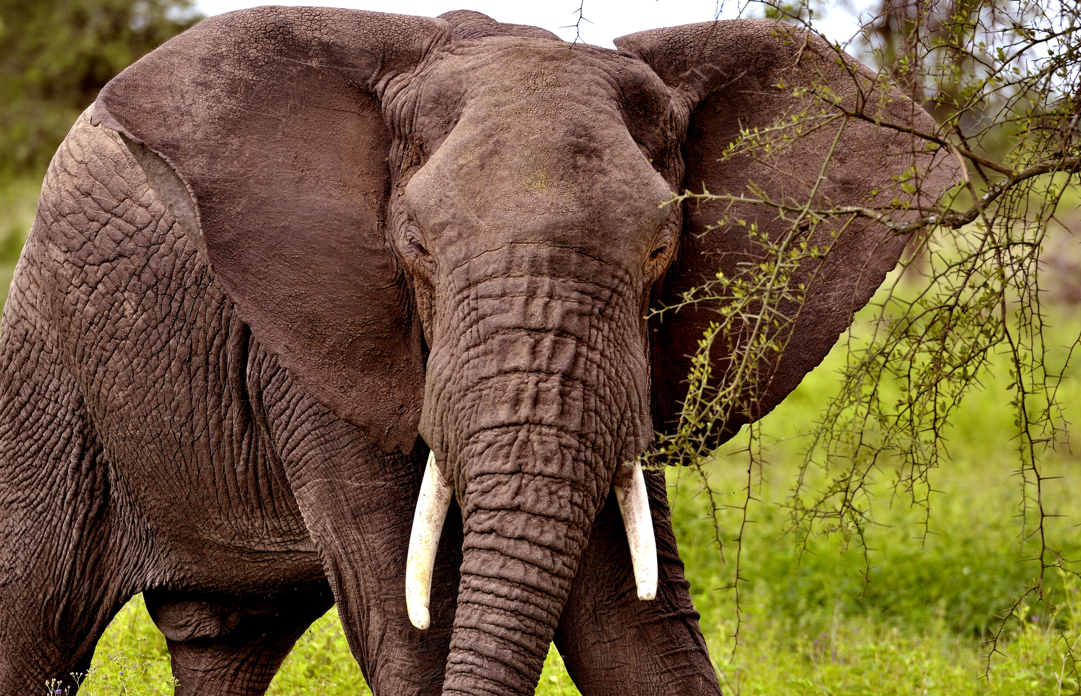 Ngorongoro Coservation Area - Elefante
