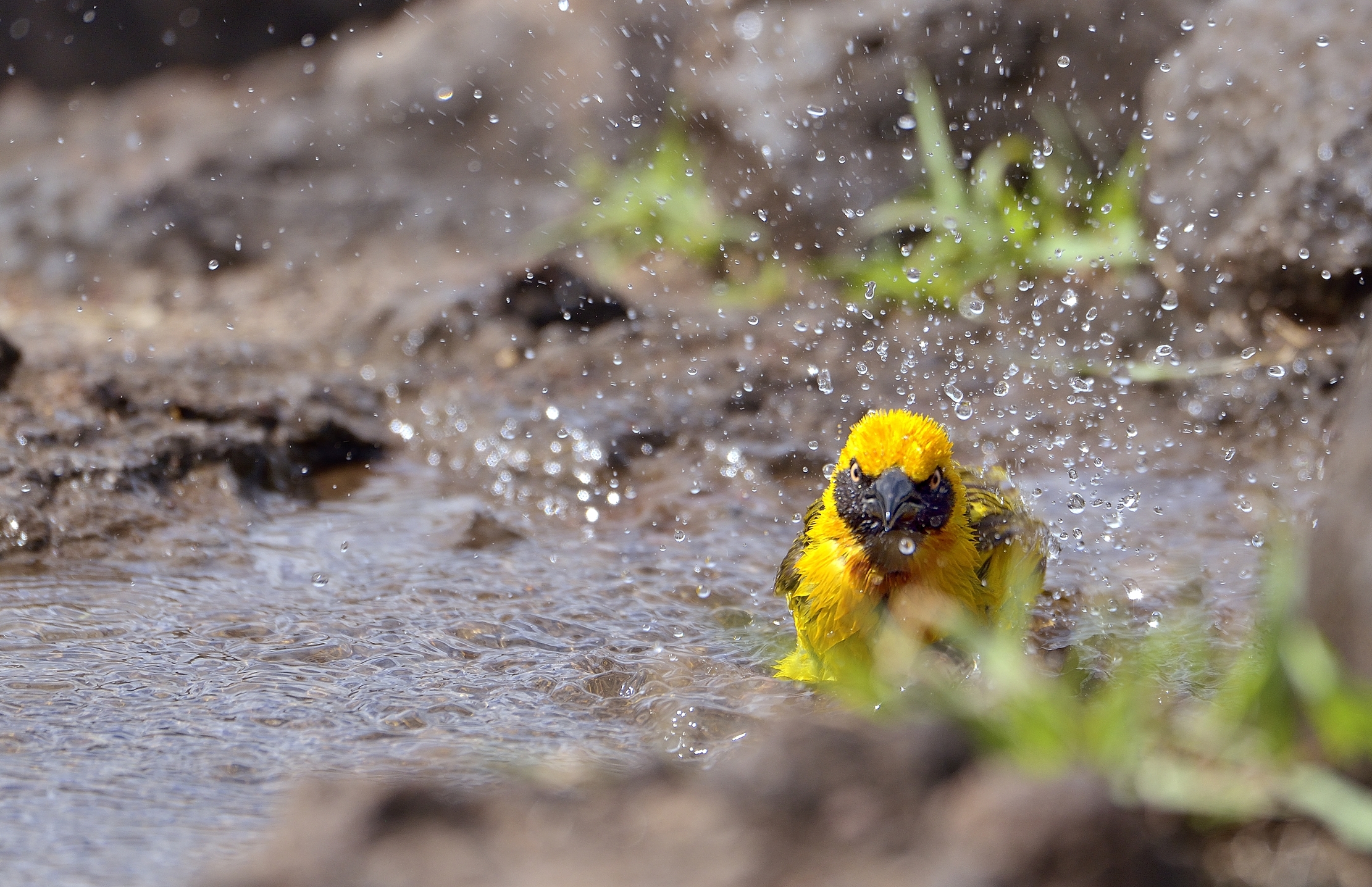 Ngorongoro Crater - Tessitore