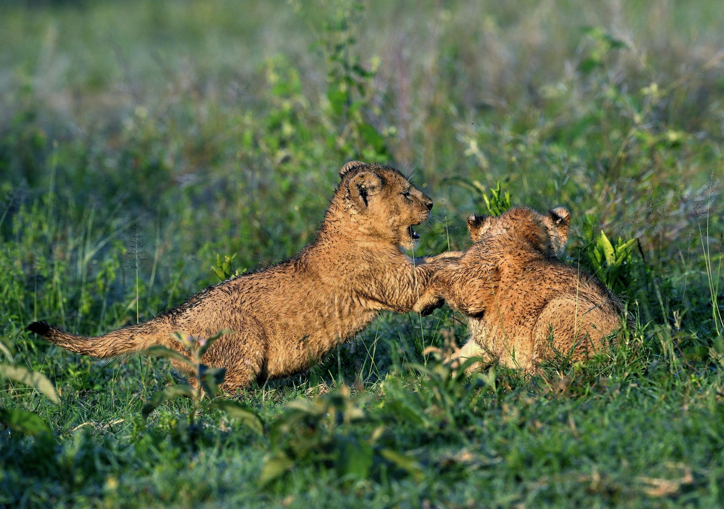 Ngorongoro Conservation Area - Cuccioli di leone
