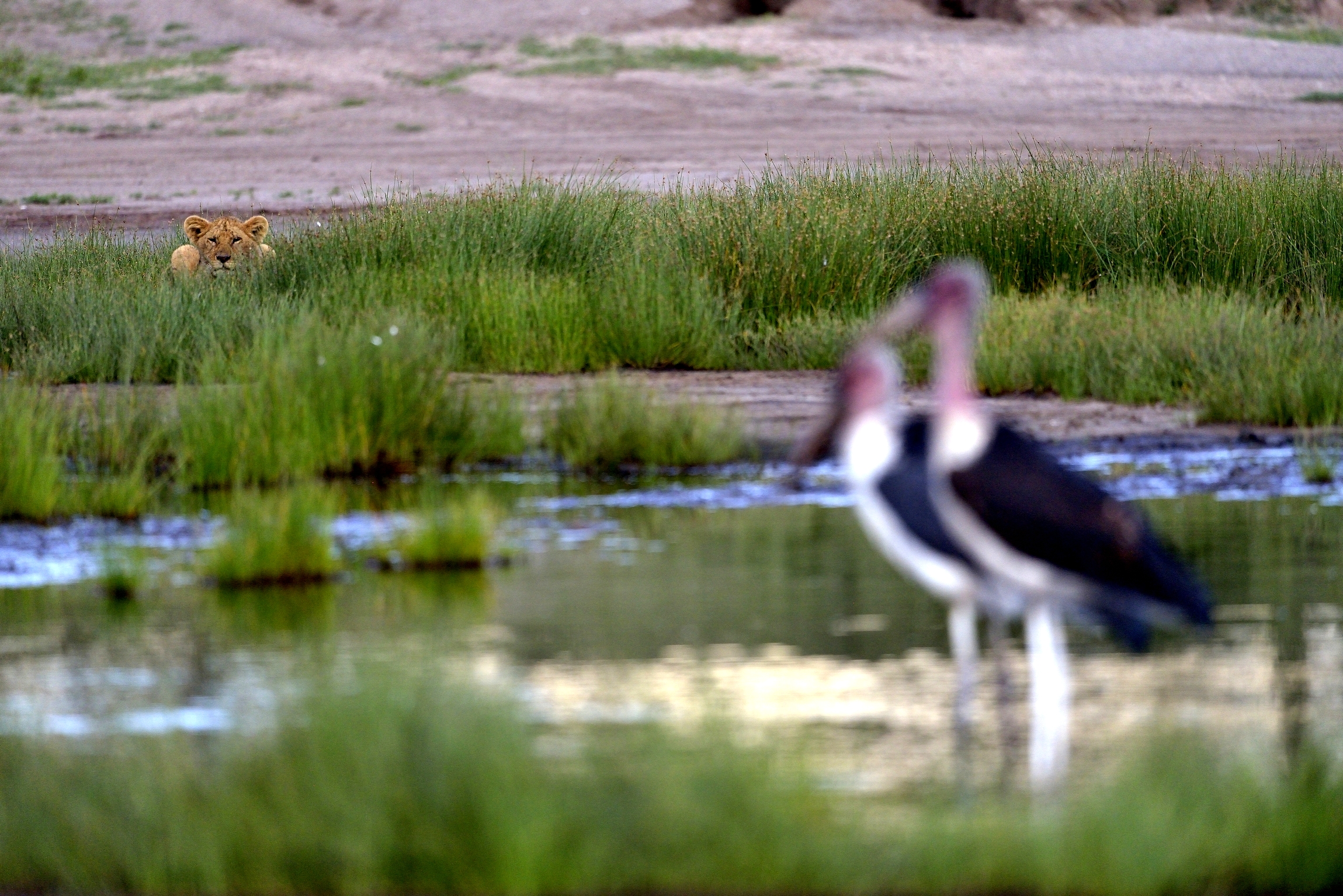 Ngorongoro Conservation Area -  L'Agguato