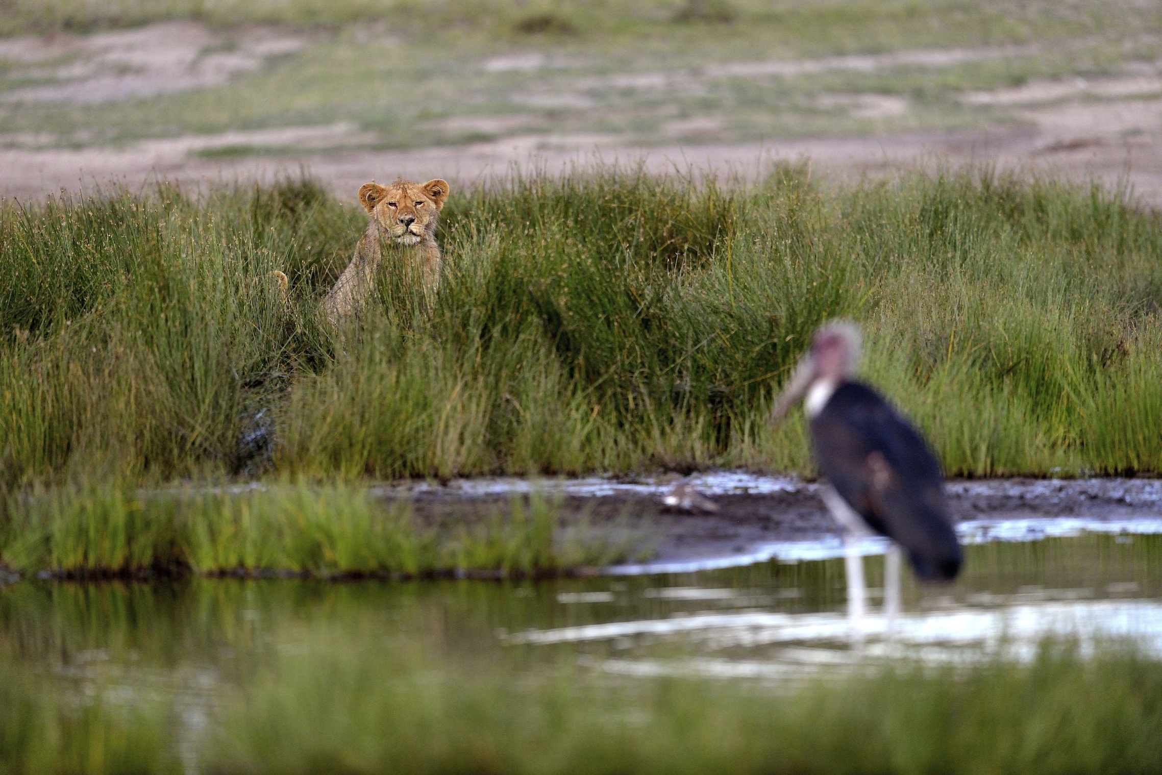 Ngorongoro Conservation Area - L'Agguato