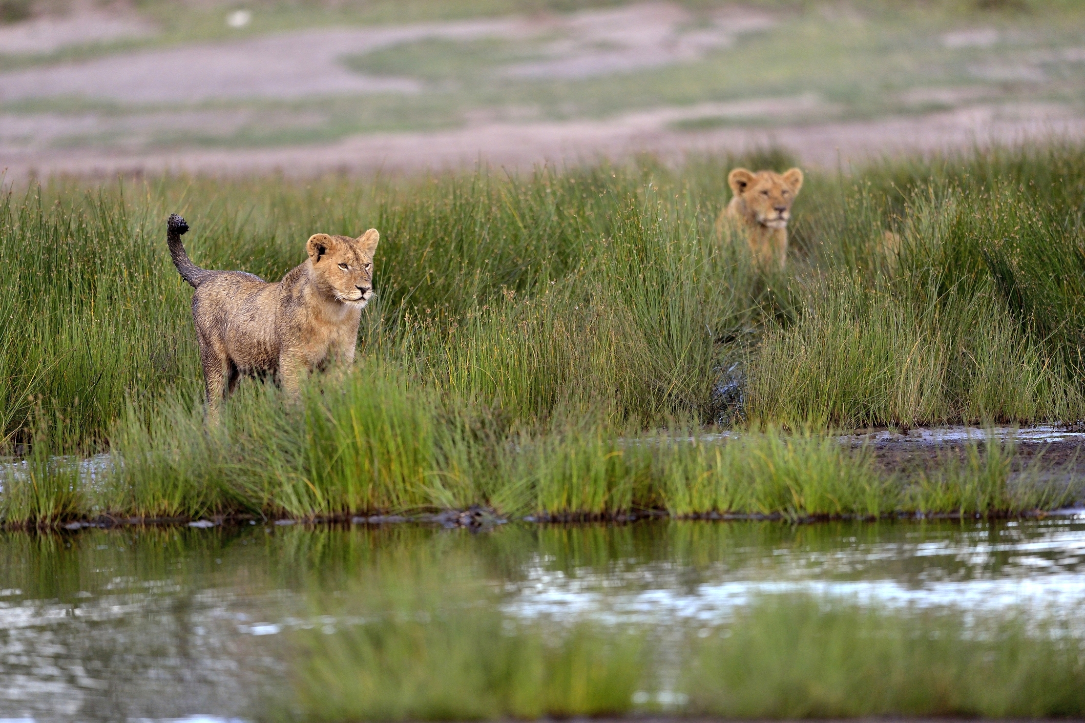 Ngorongoro Conservation Area - Cuccioli di leoni