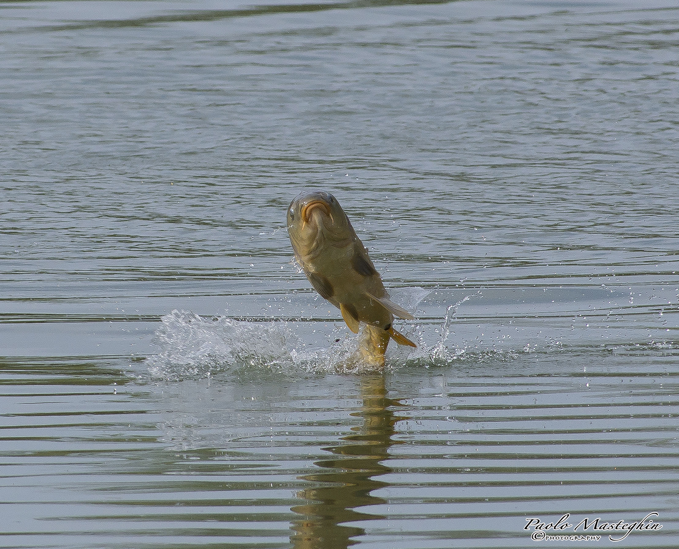 Flying Carp