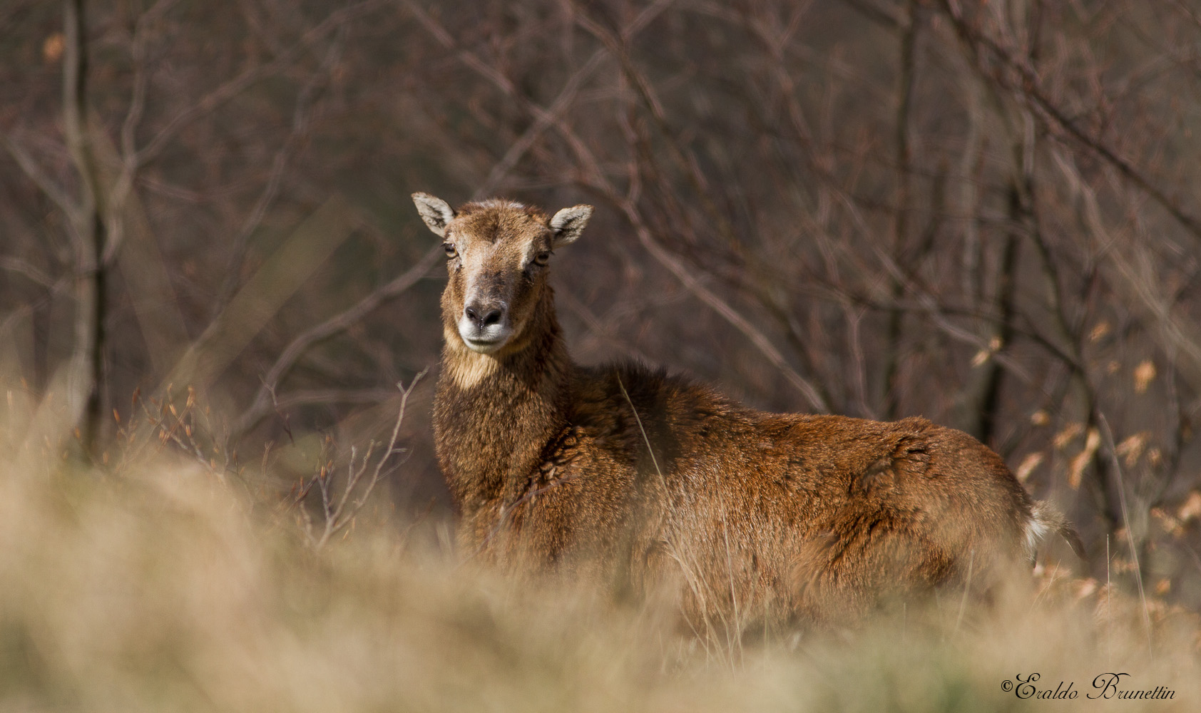Muflone (Ovis musimon) Femmina