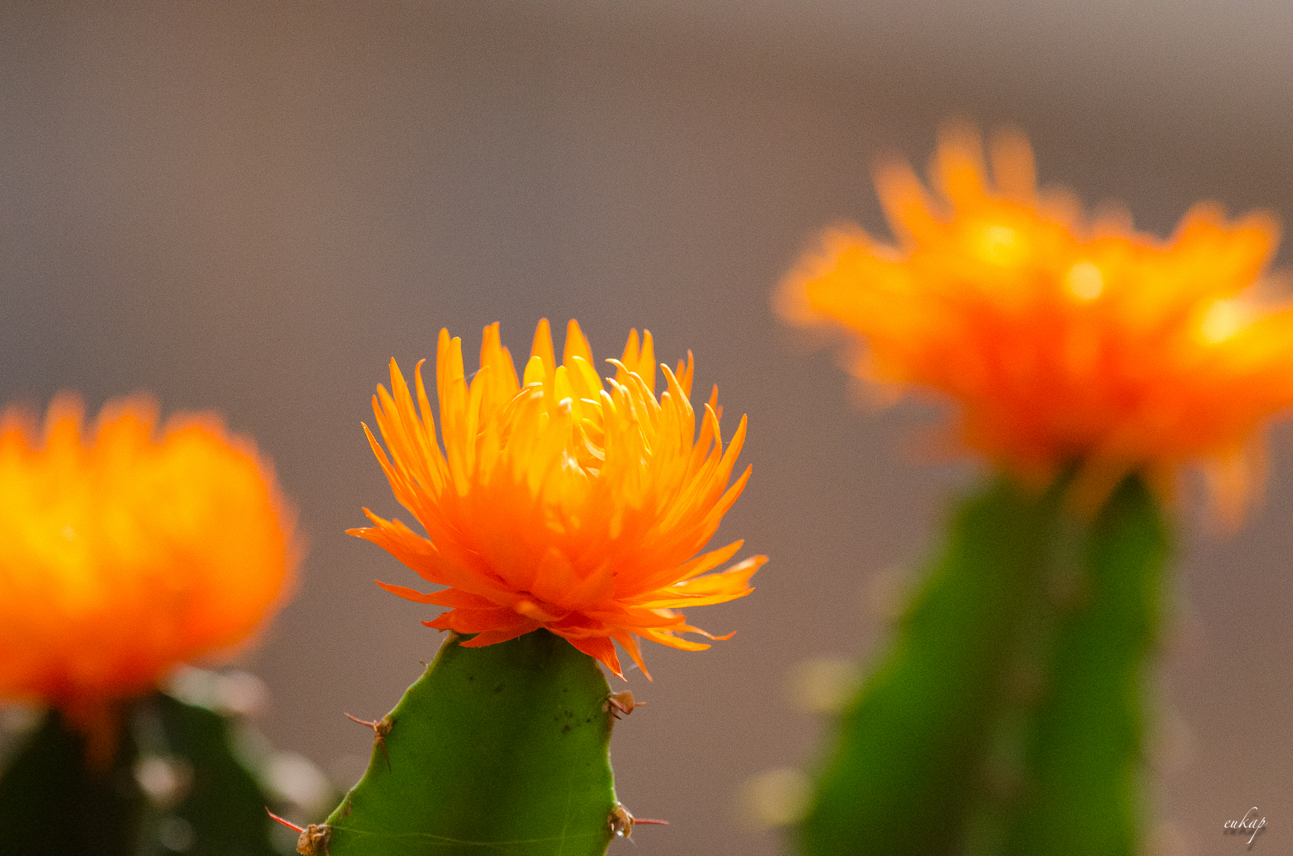 cactus flowers