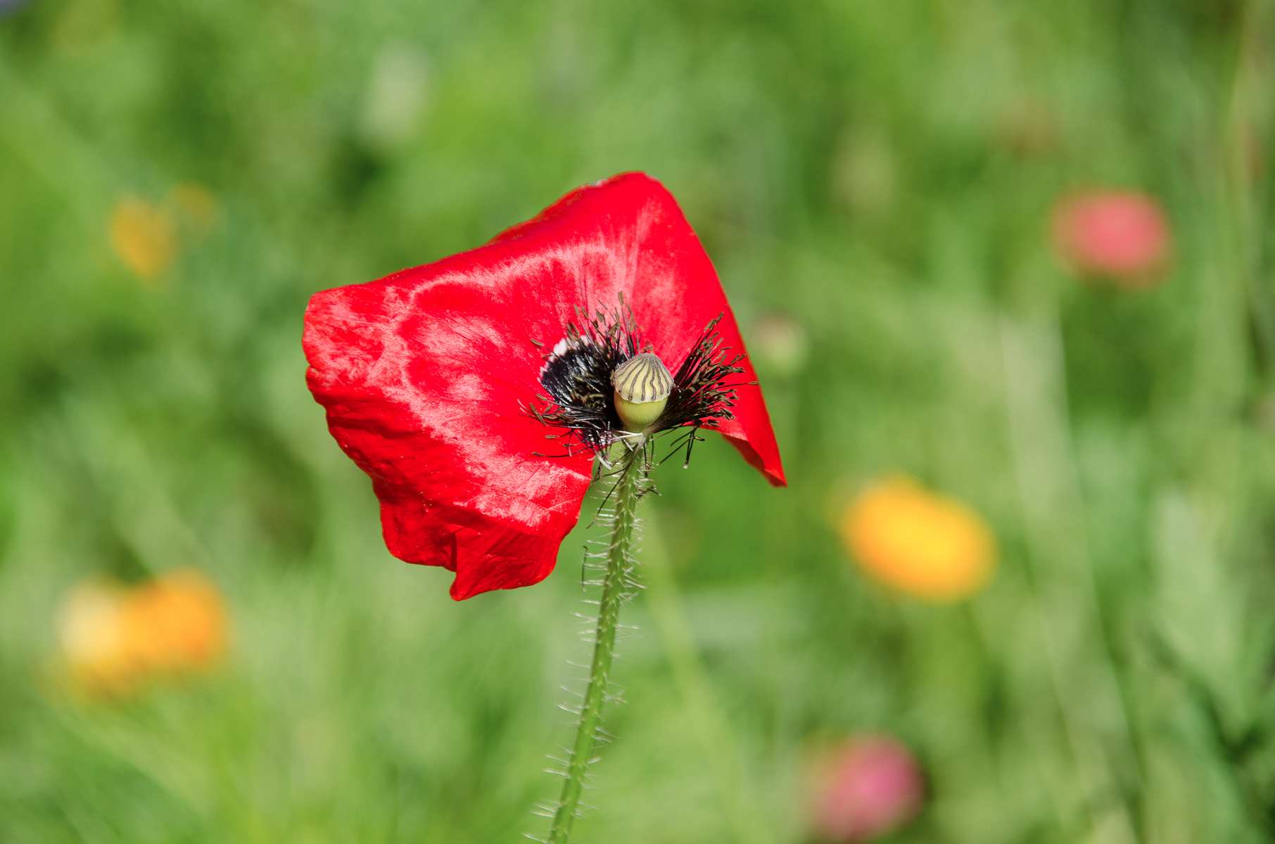poppy