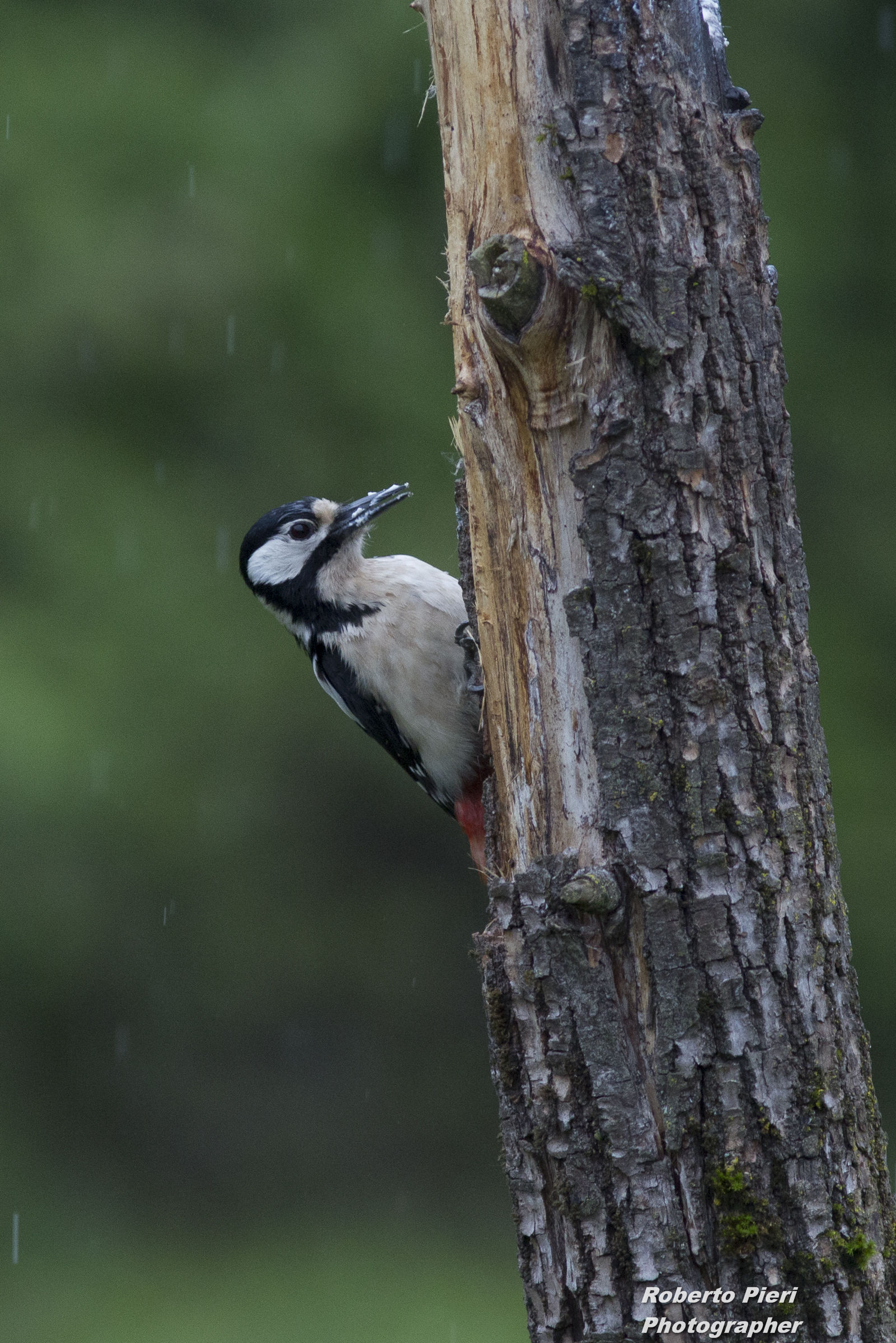 woodpecker with tit in flight